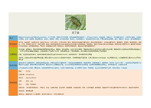 吉丁虫思维导图