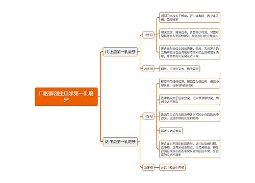 口腔解剖生理学第一乳磨牙思维导图