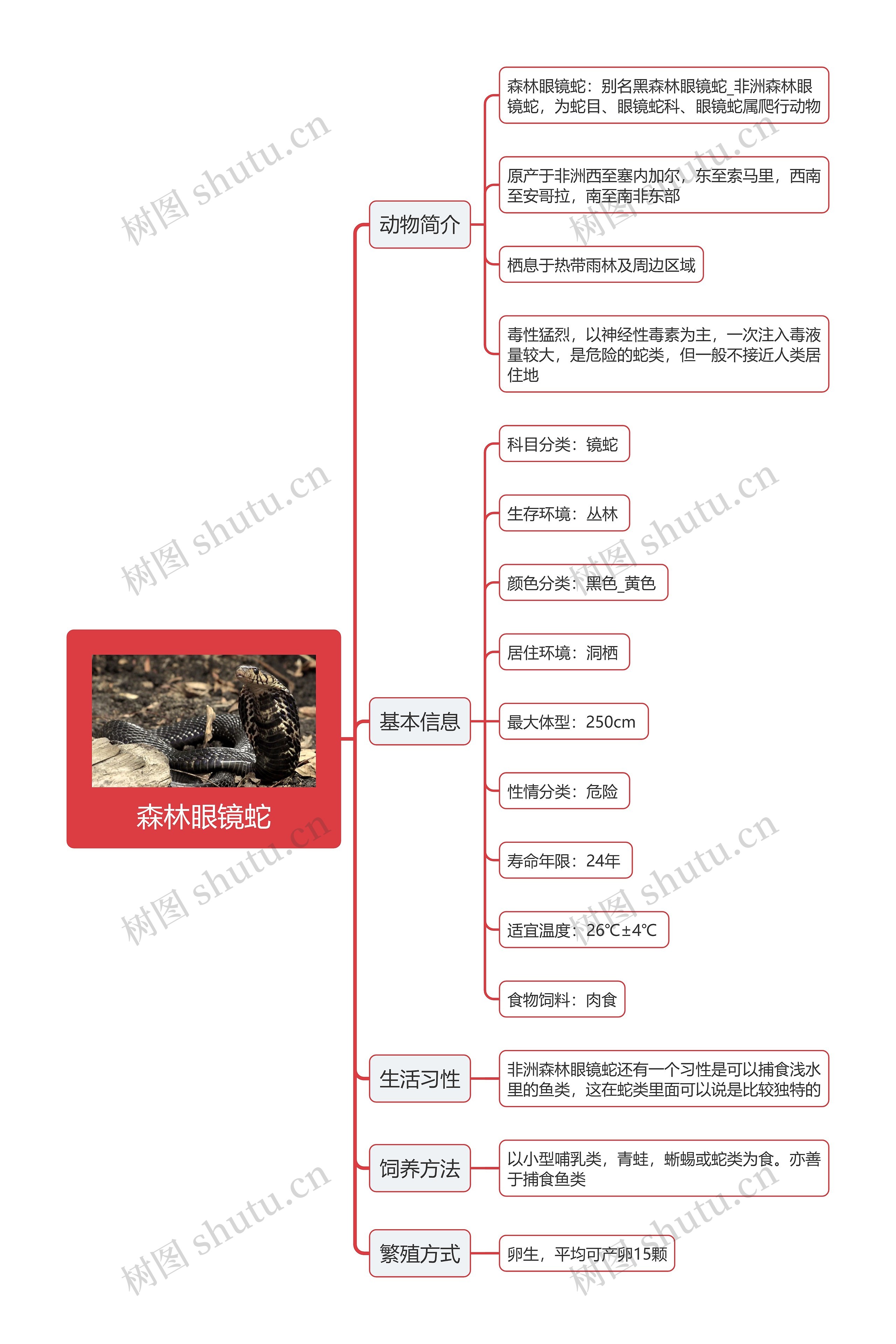 森林眼镜蛇