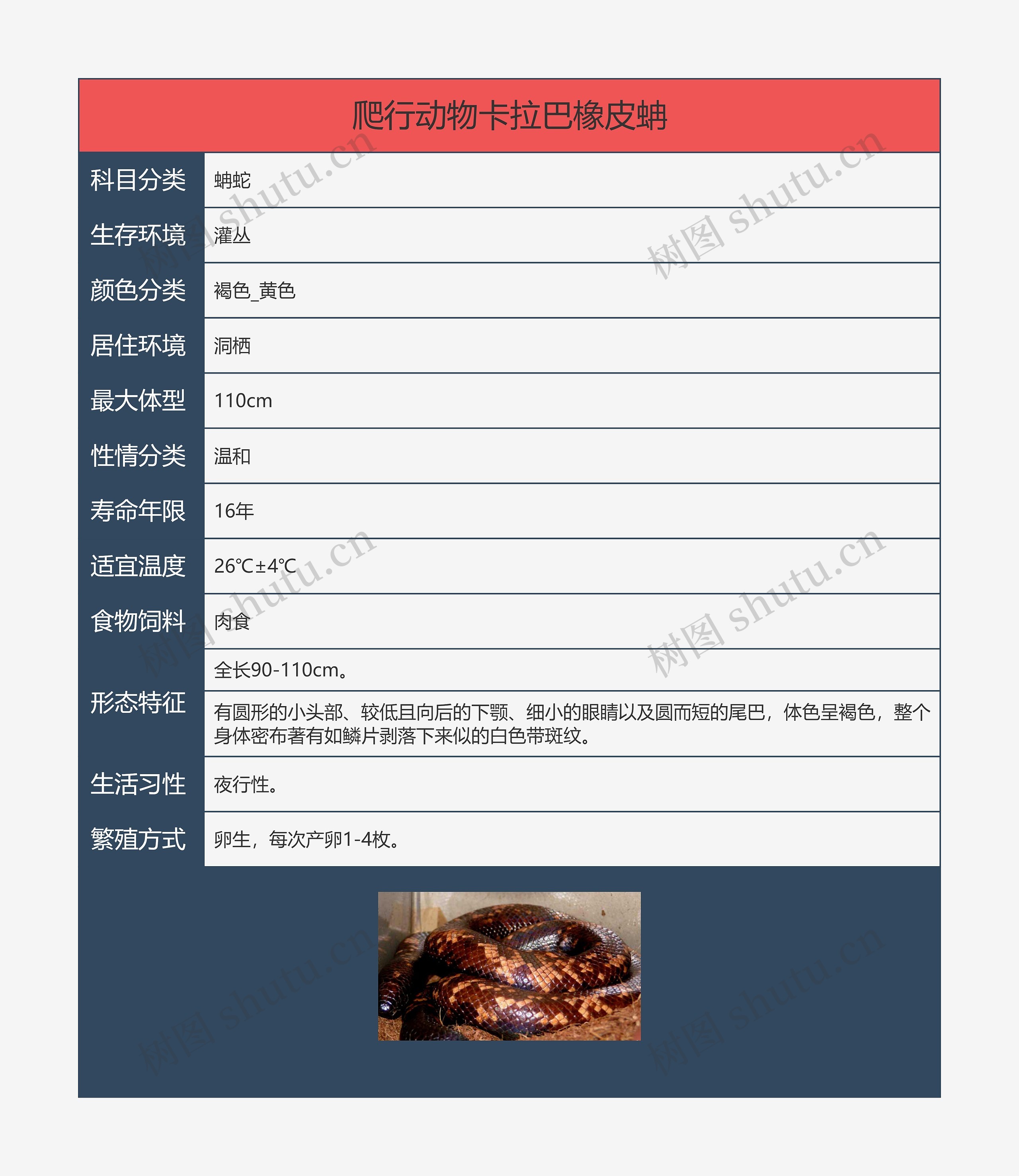爬行动物卡拉巴橡皮蚺思维导图高清图 爬行动物卡拉巴橡皮蚺思维导图