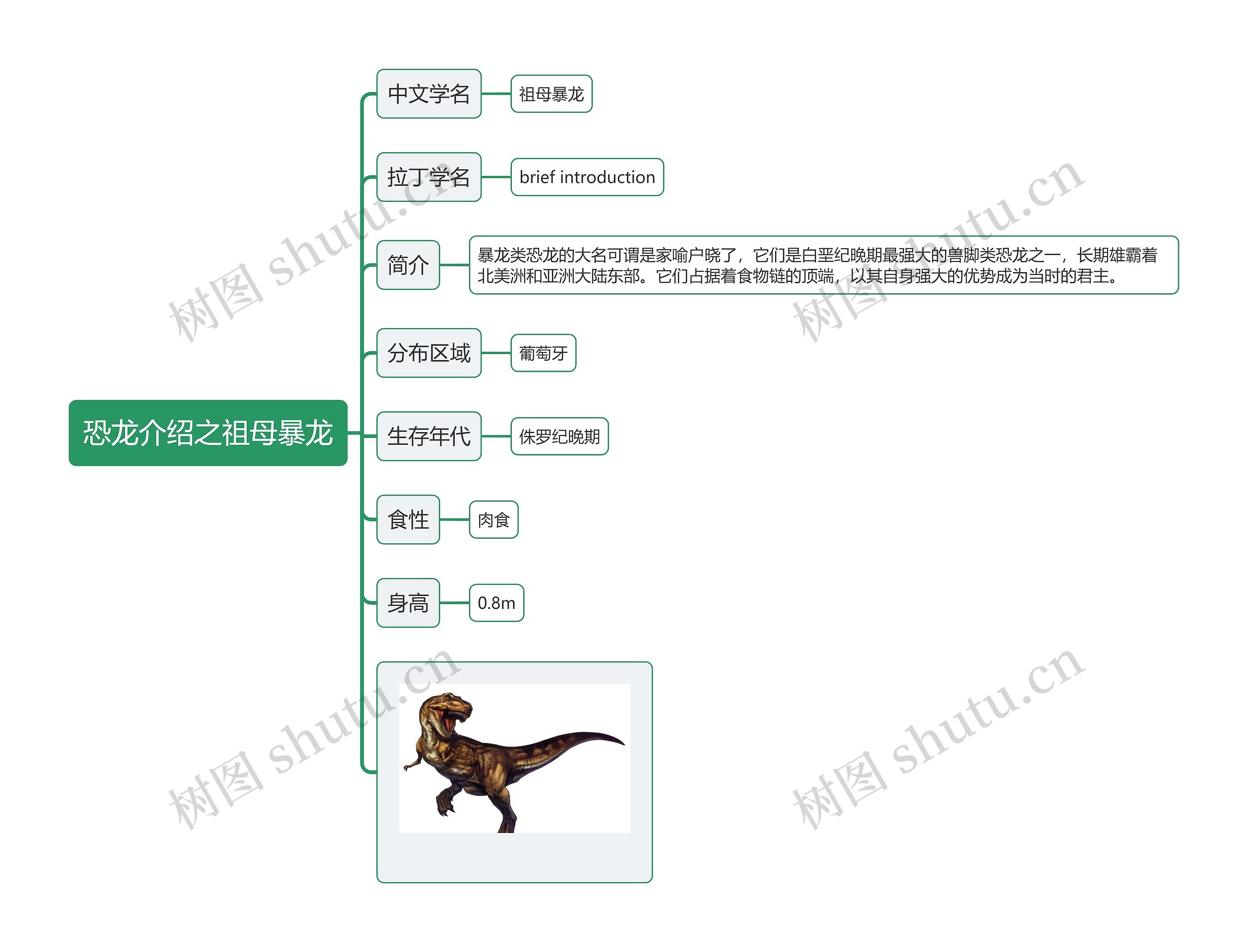 恐龙介绍之祖母暴龙思维导图