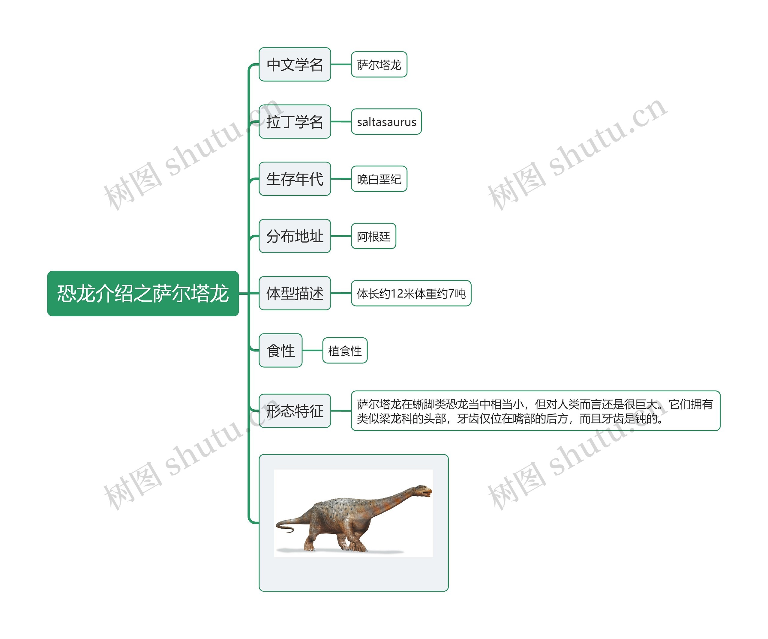 恐龙介绍之萨尔塔龙思维导图