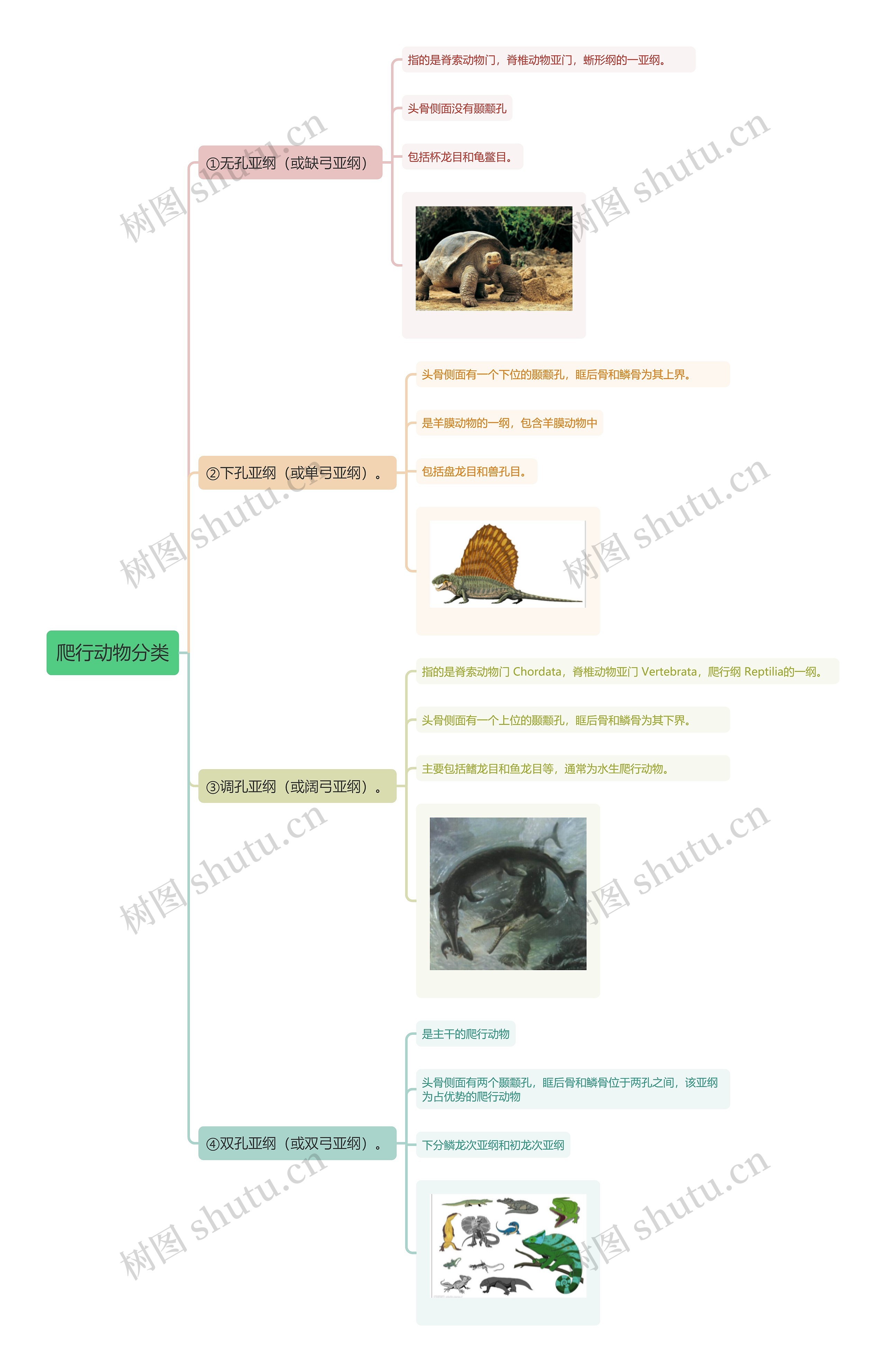 爬行动物分类思维导图
