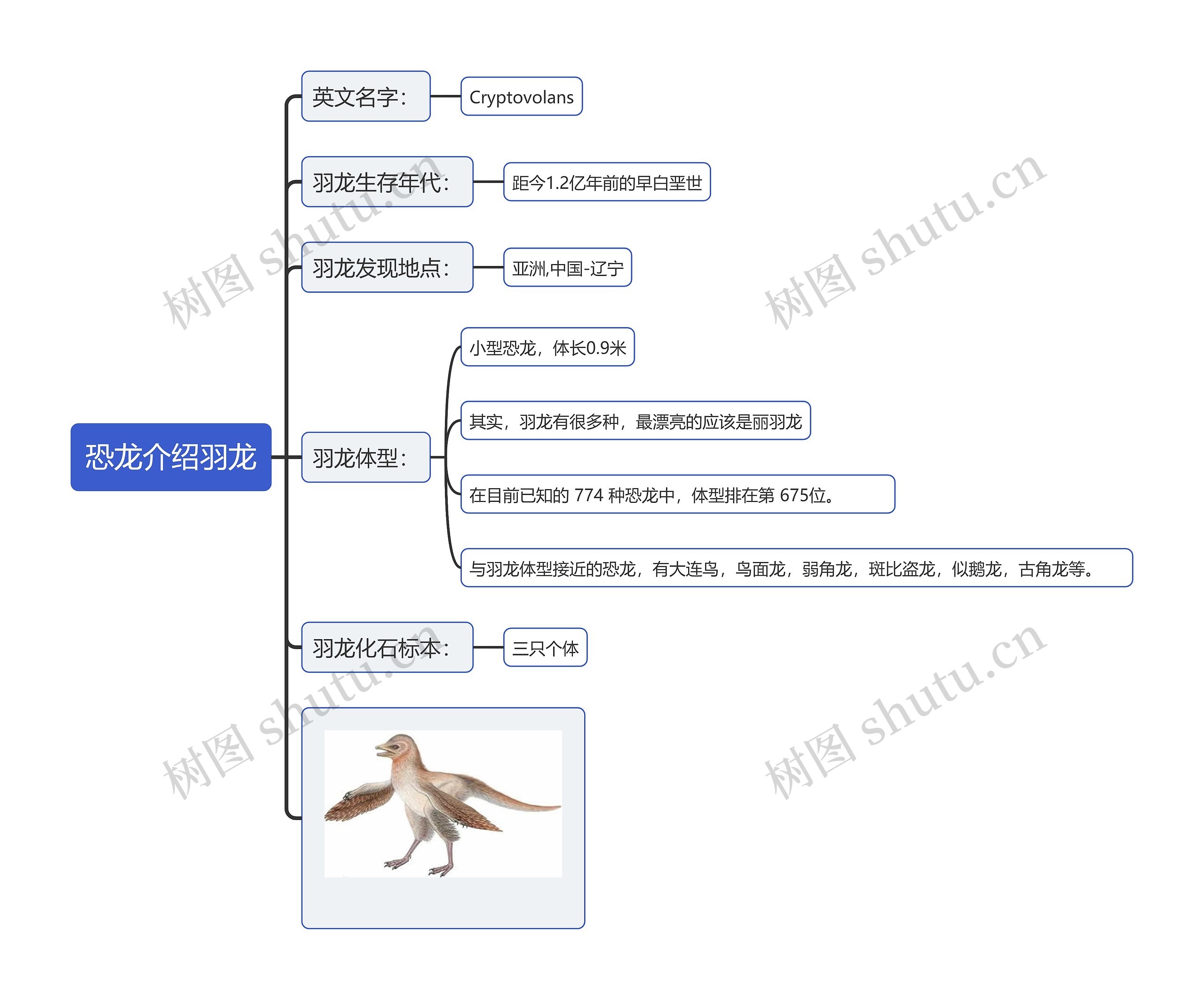 恐龙介绍羽龙