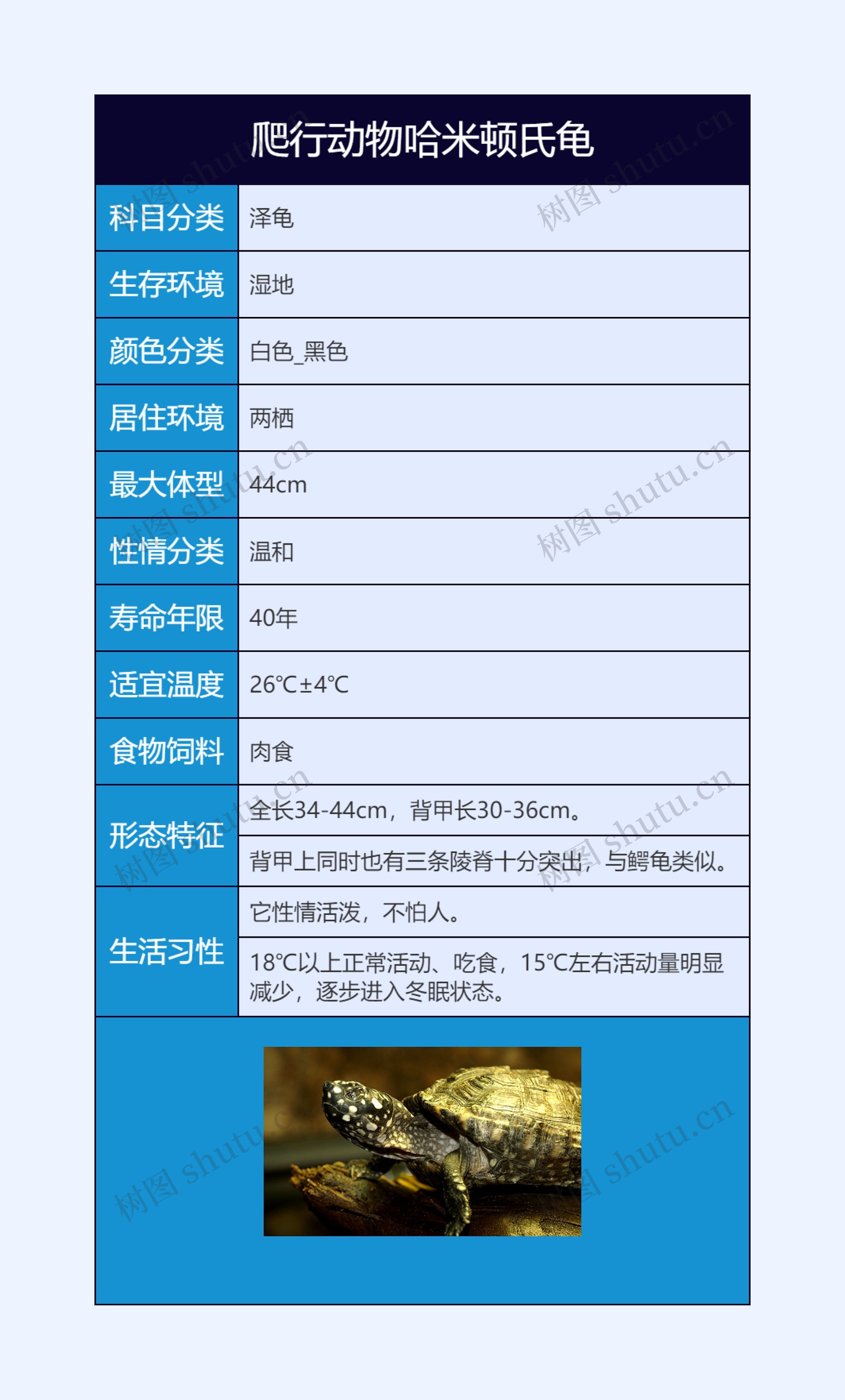 爬行动物哈米顿氏龟