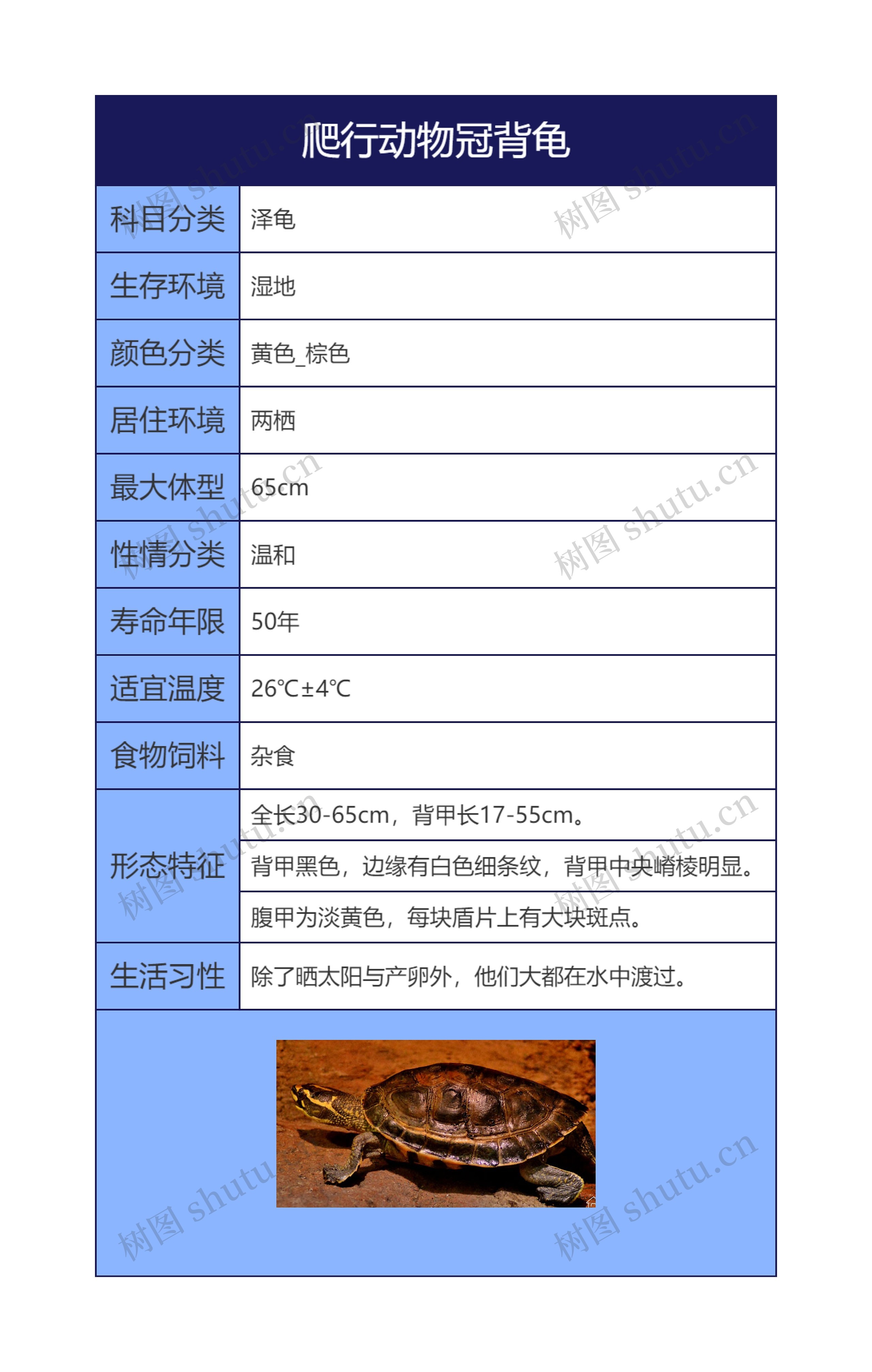 爬行动物冠背龟