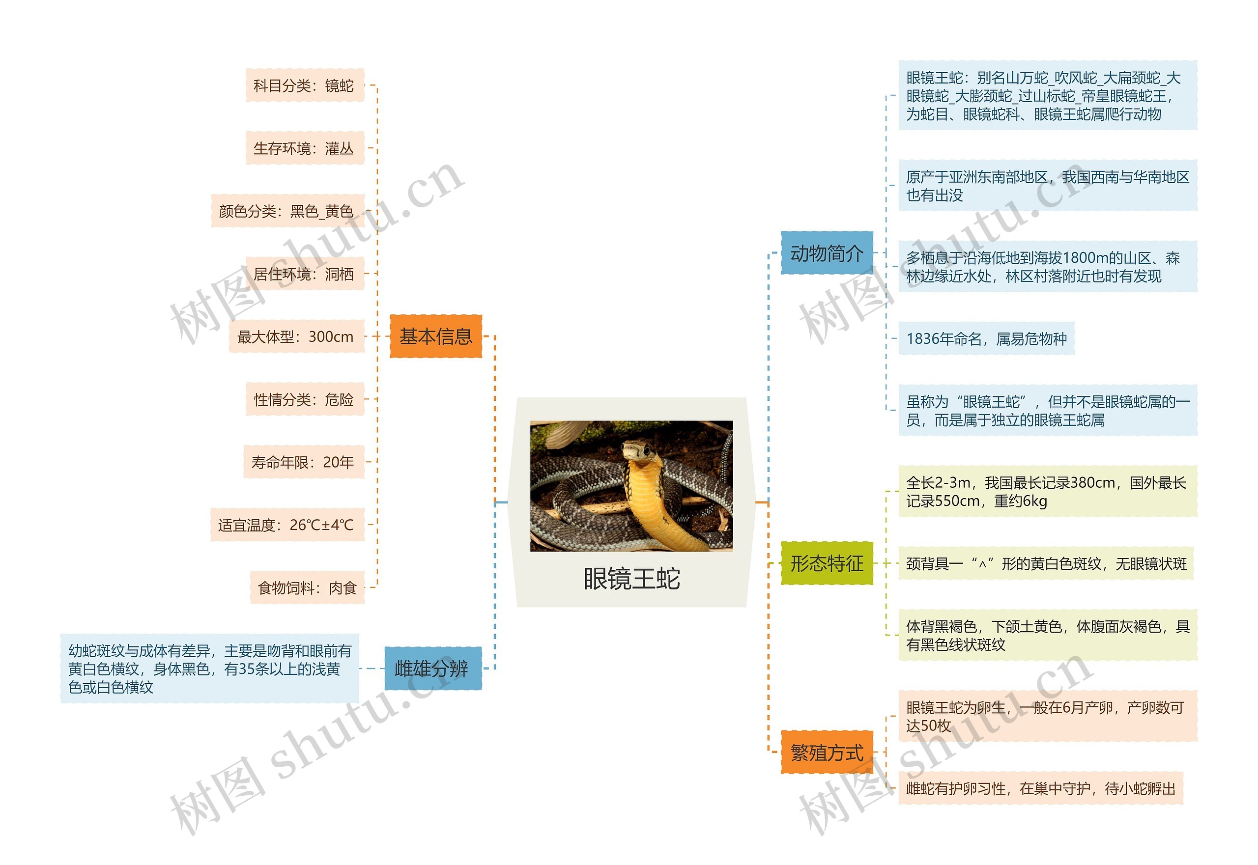眼镜王蛇思维导图