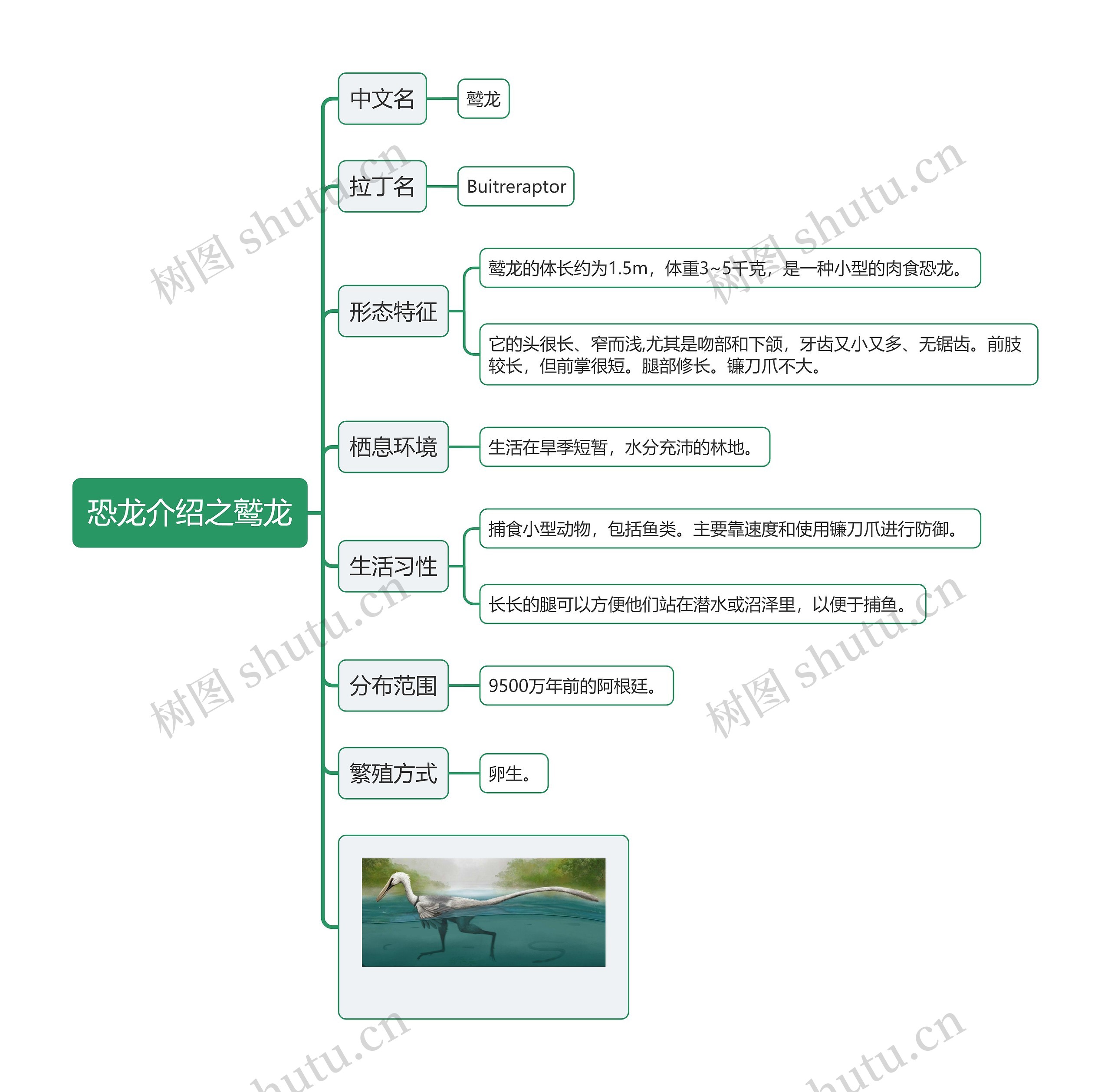 恐龙介绍之鹫龙思维导图