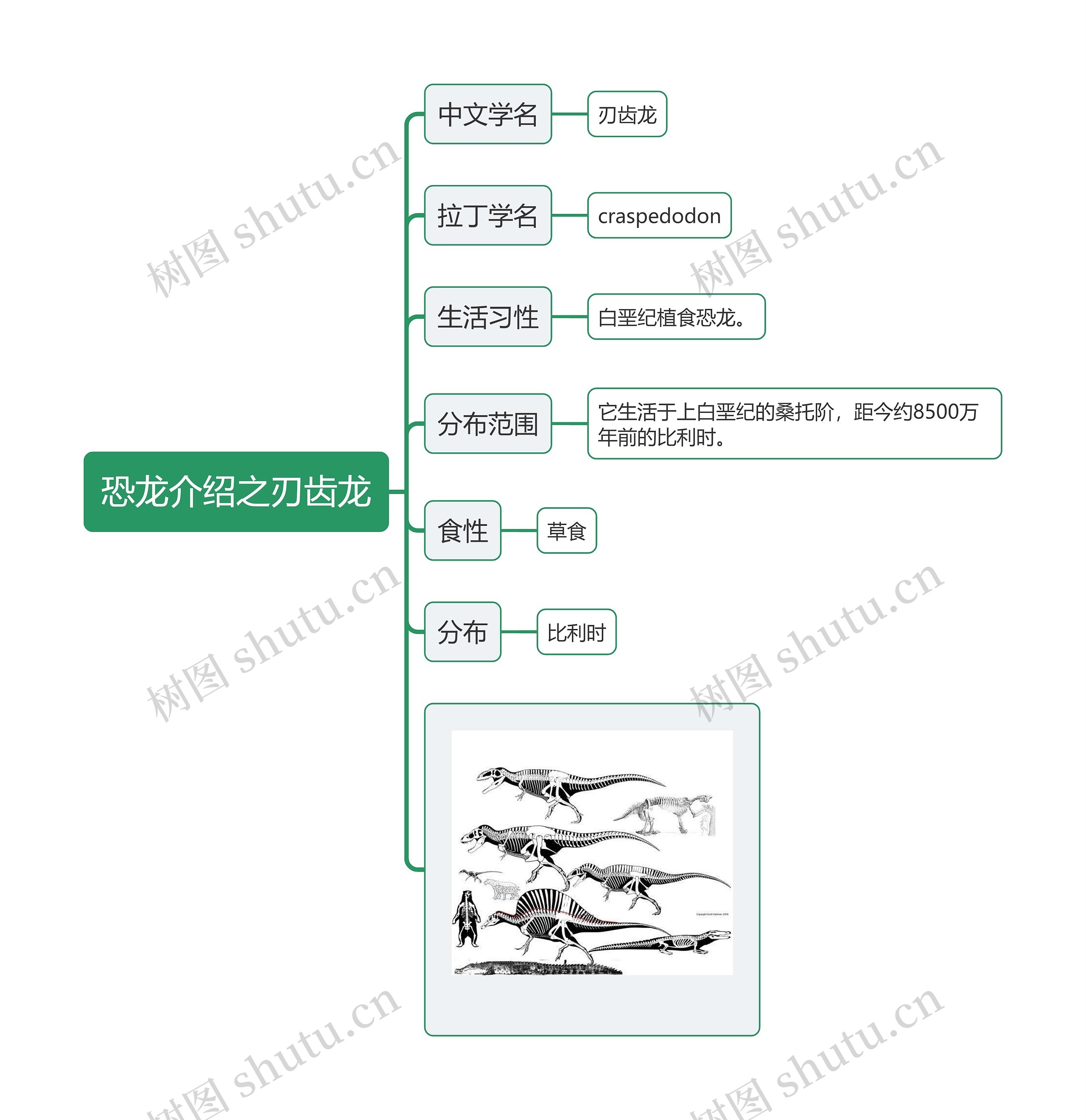 恐龙介绍之刃齿龙思维导图