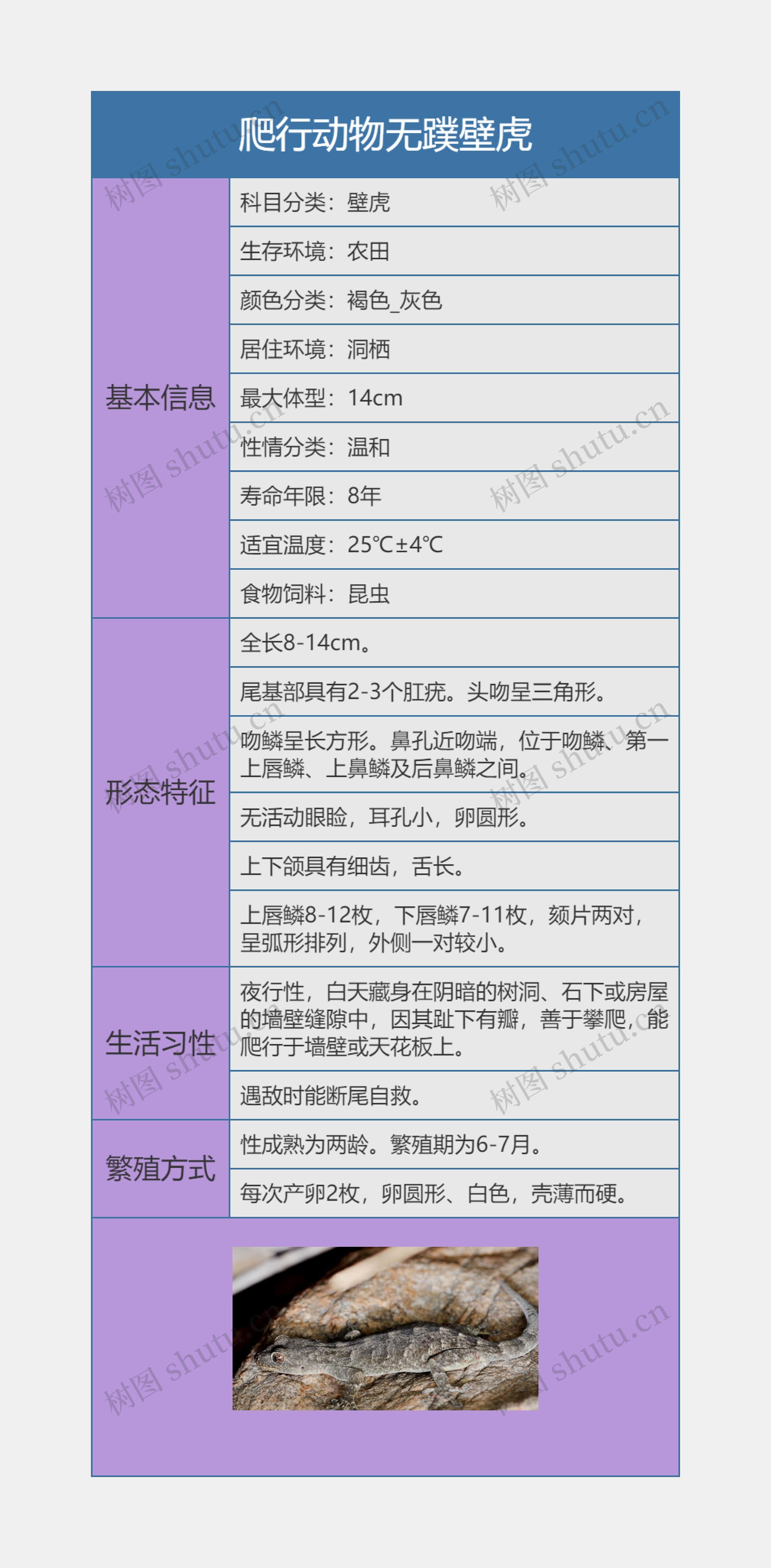 爬行动物无蹼壁虎