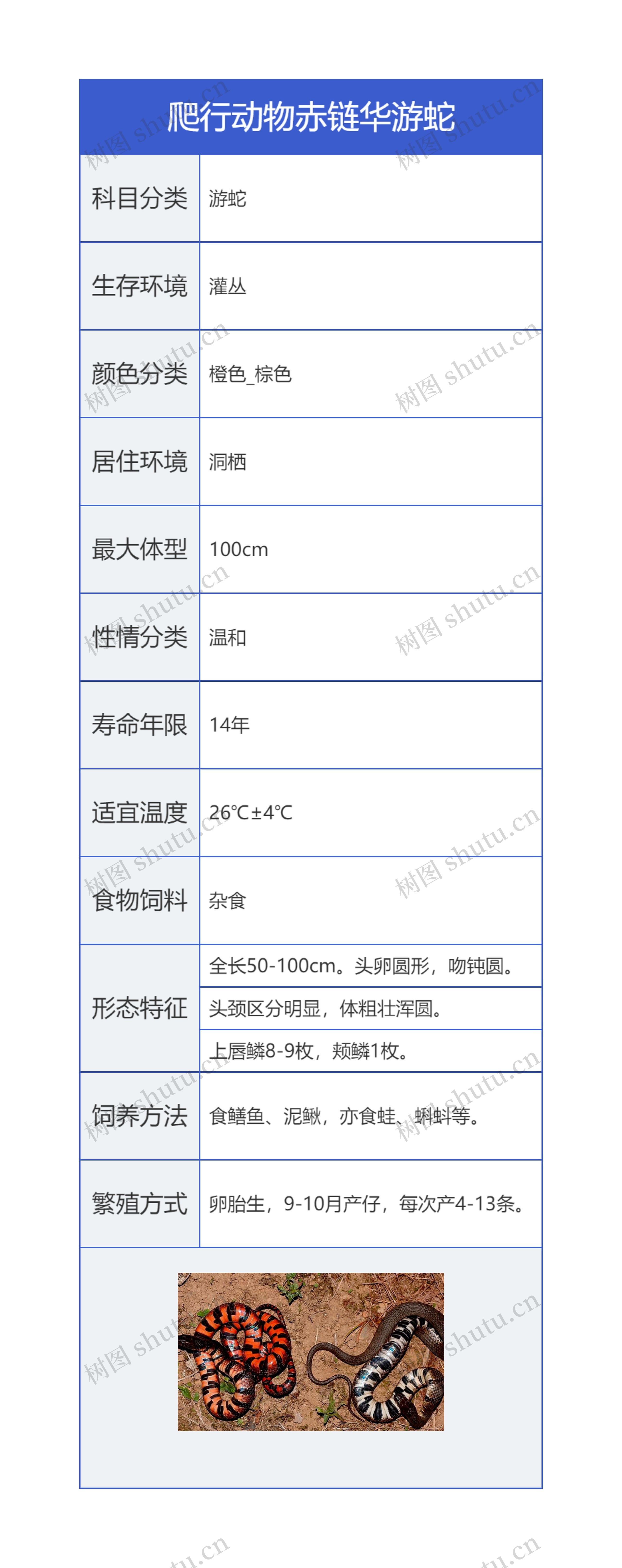 爬行动物赤链华游蛇