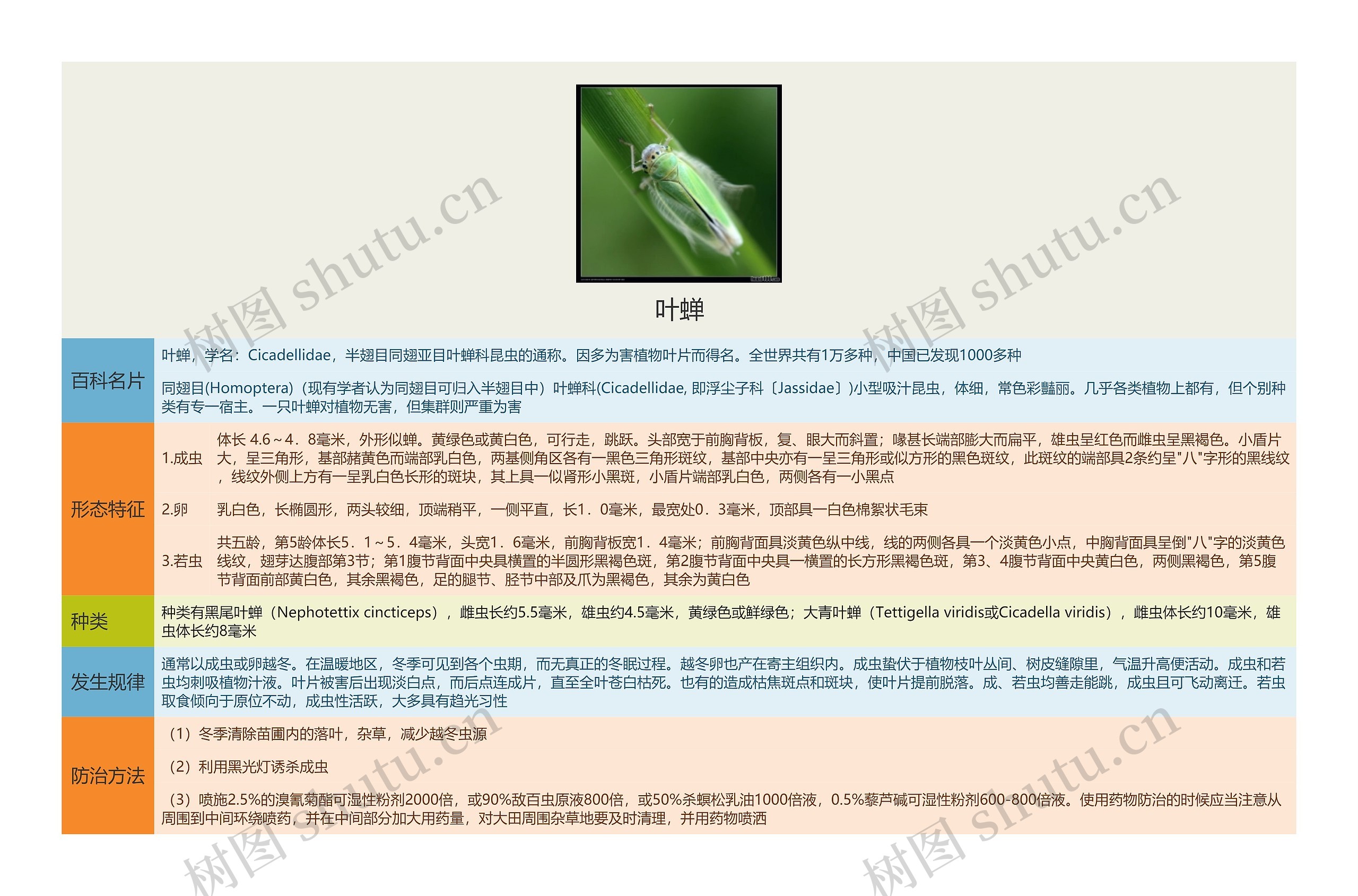 叶蝉思维导图