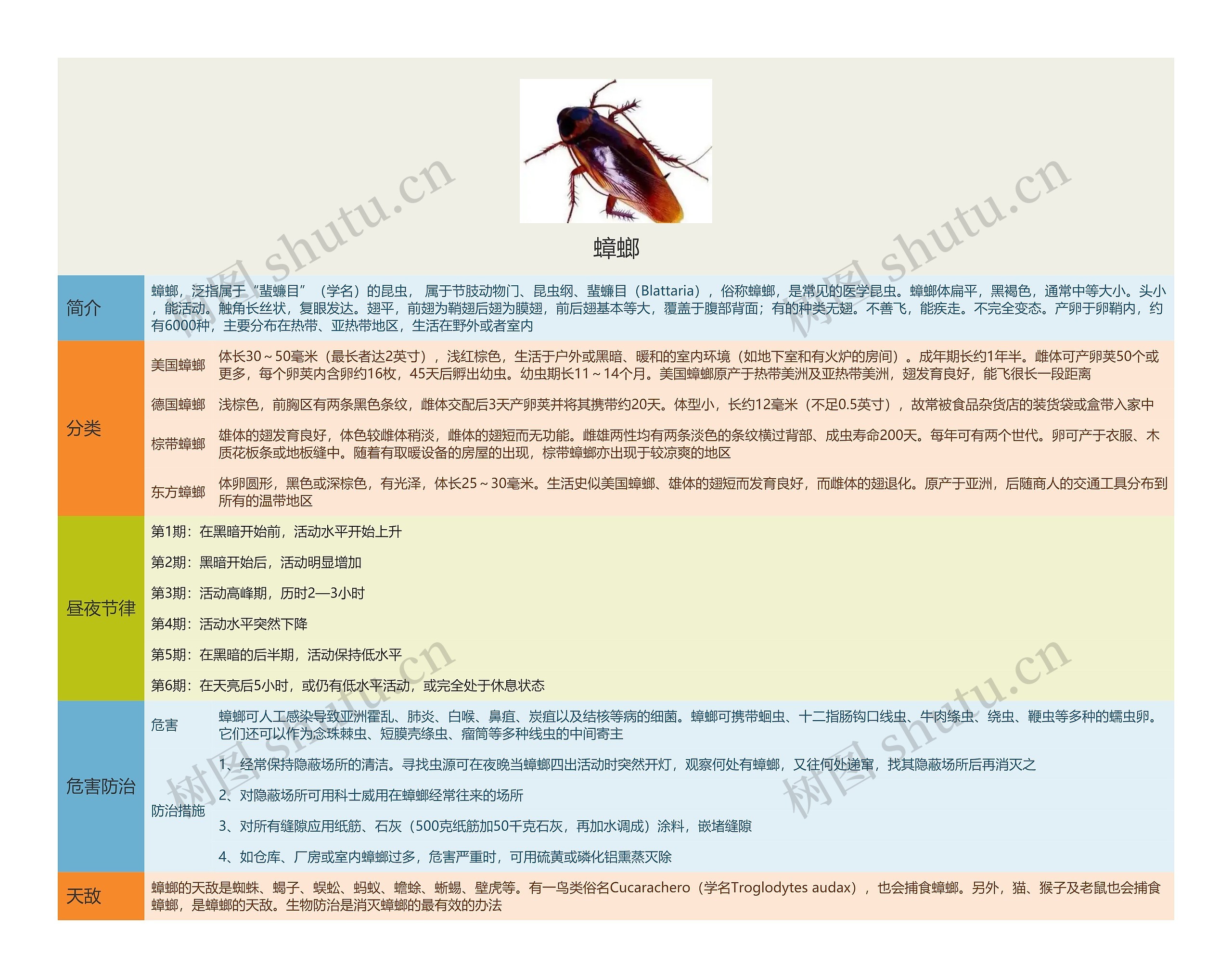蟑螂思维导图