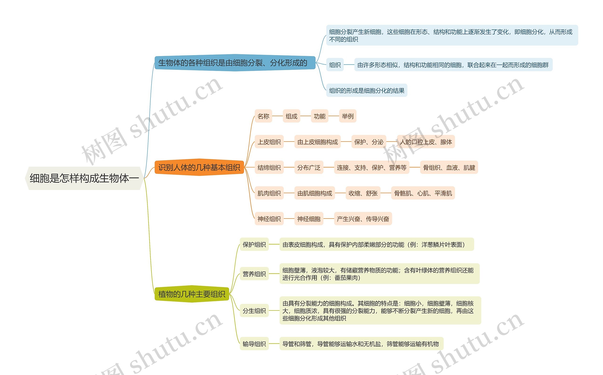 细胞是怎样构成生物体一思维导图
