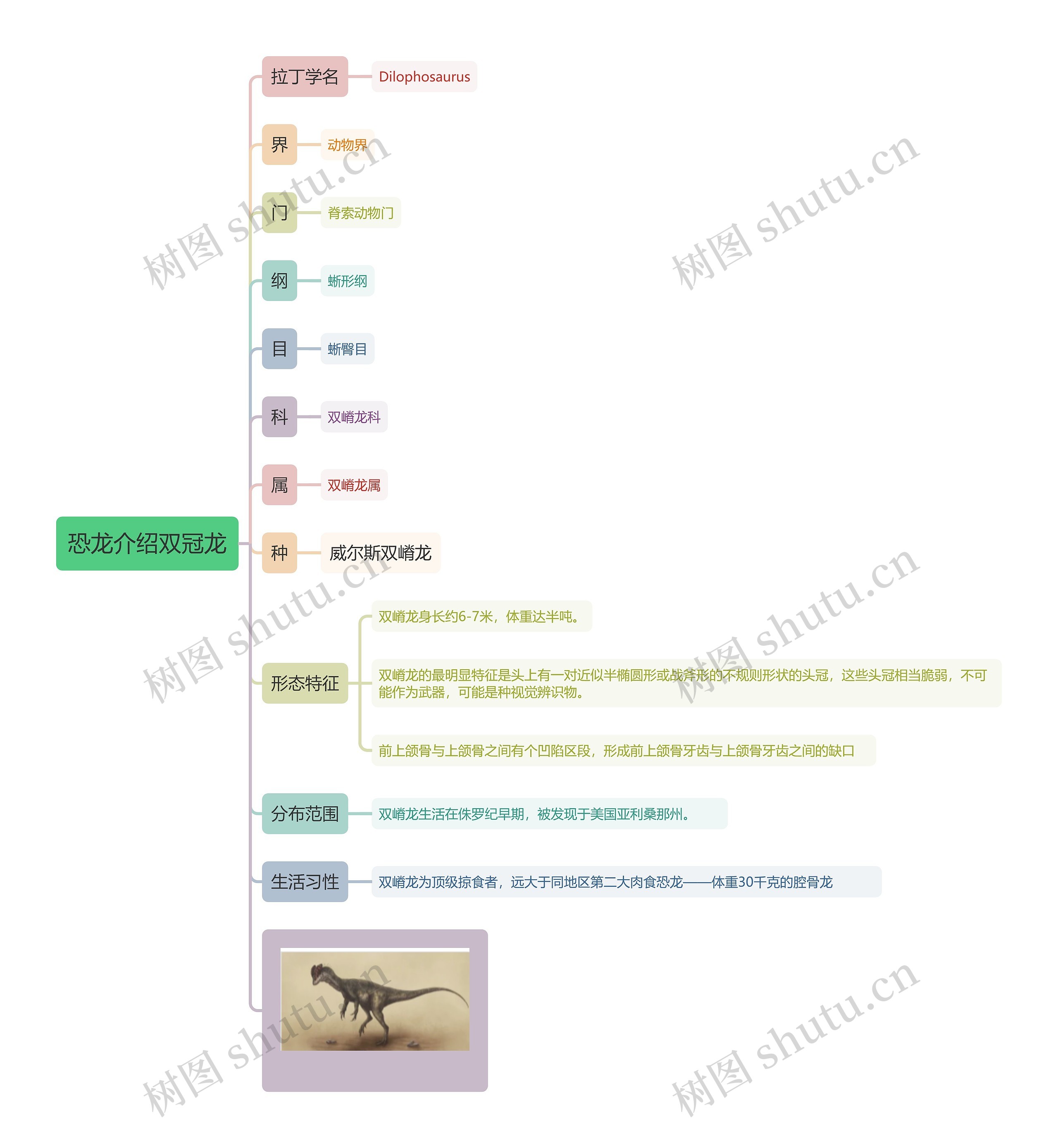 恐龙介绍双冠龙思维导图