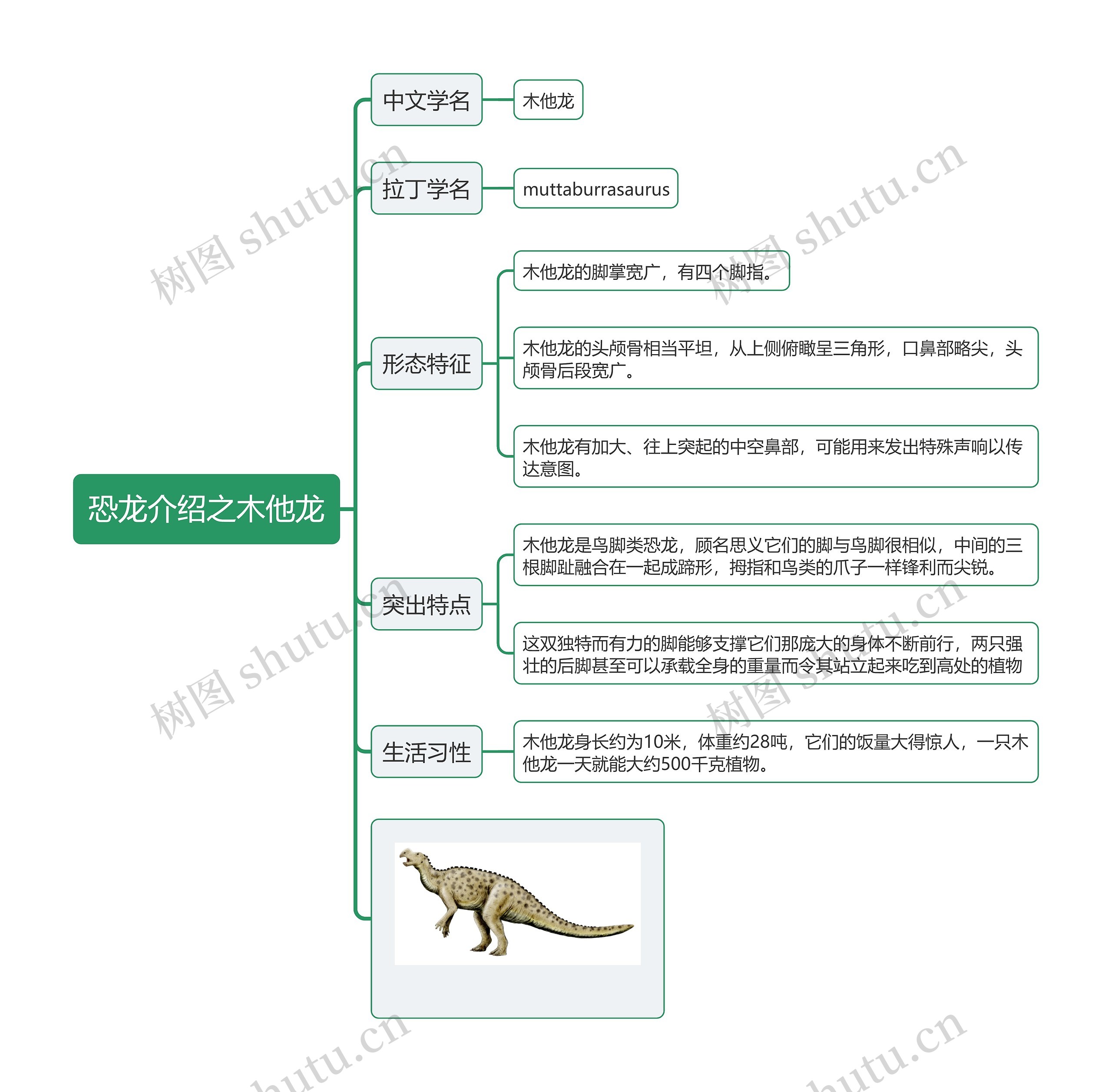 恐龙介绍之木他龙思维导图