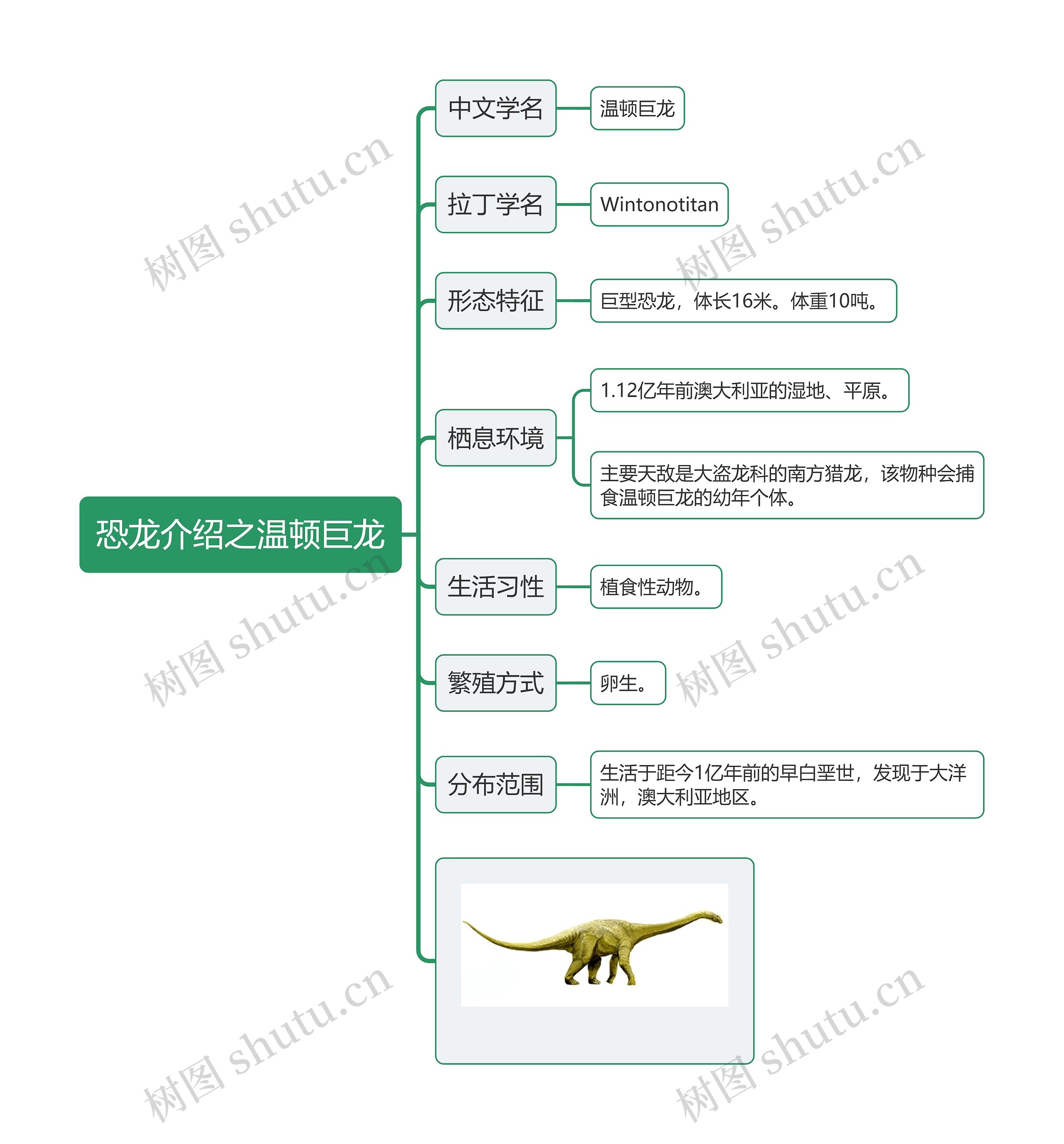 恐龙介绍之温顿巨龙思维导图