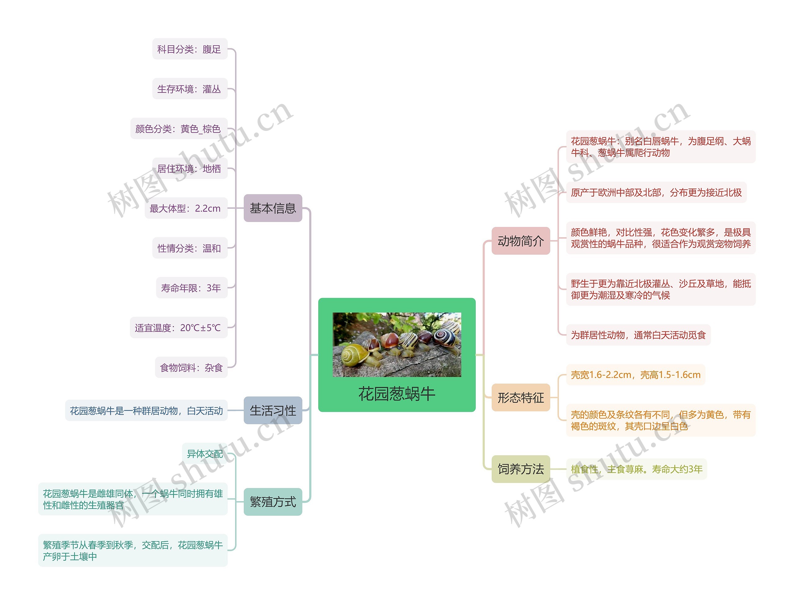 花园葱蜗牛思维导图