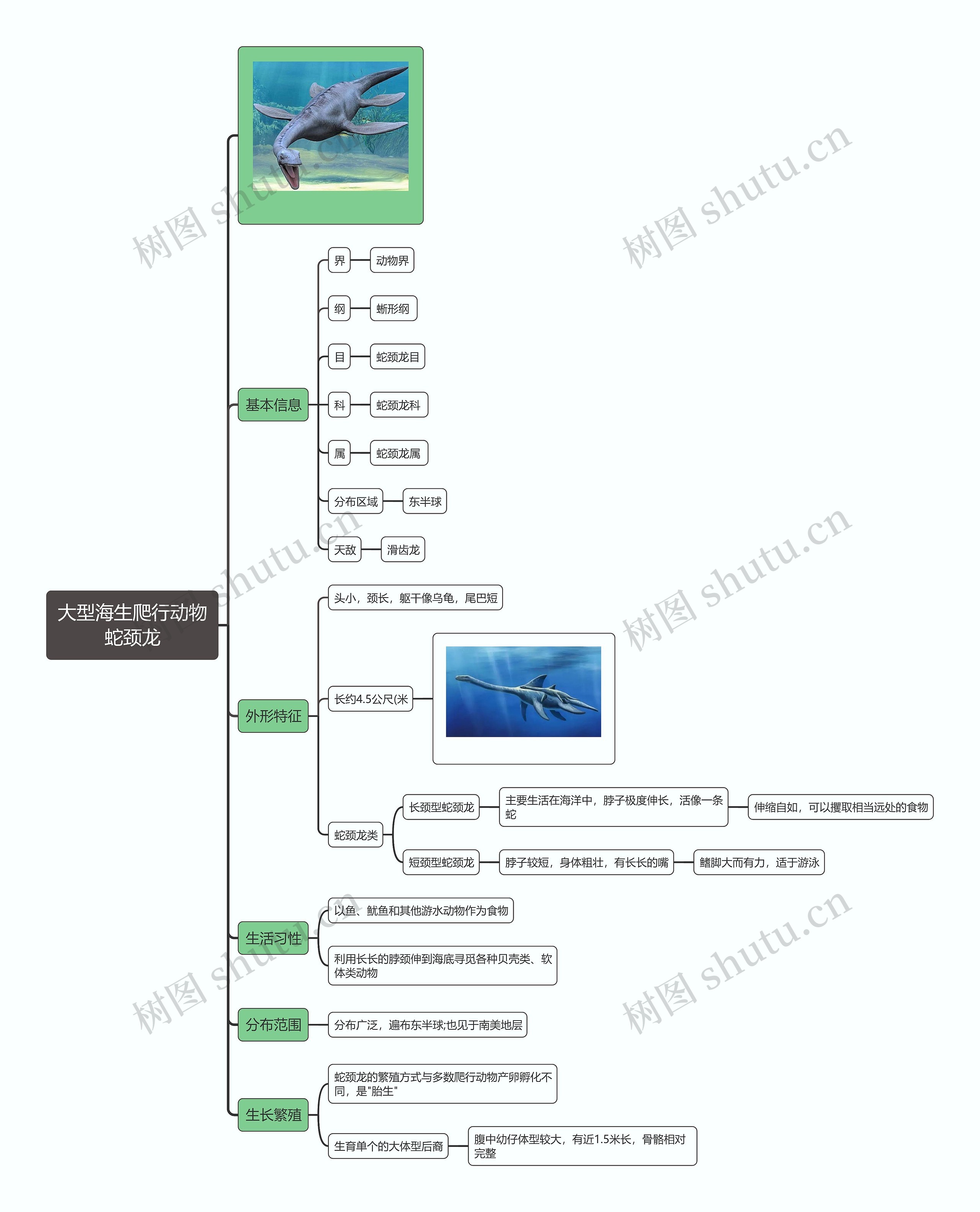 大型海生爬行动物蛇颈龙思维导图