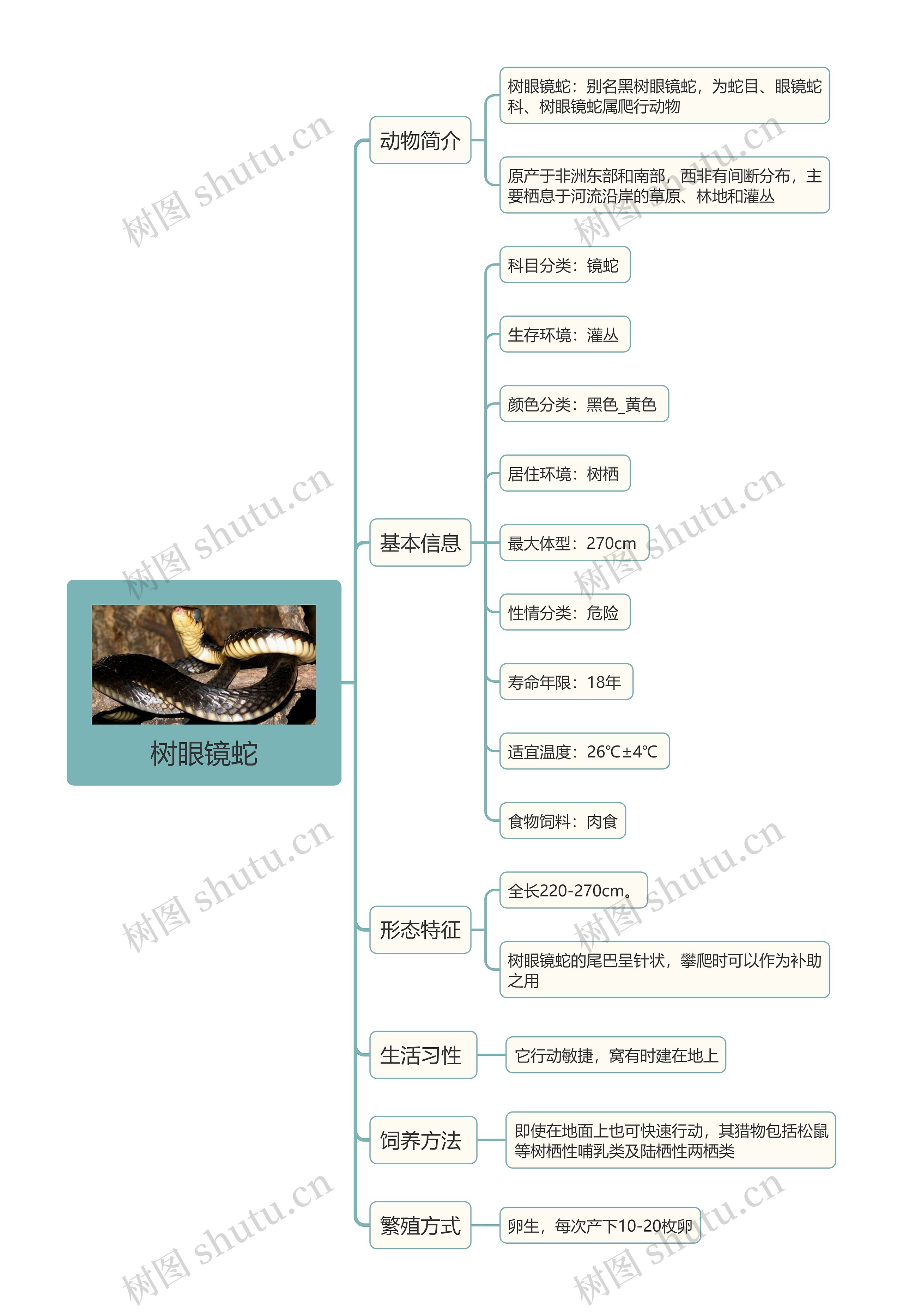 树眼镜蛇思维导图