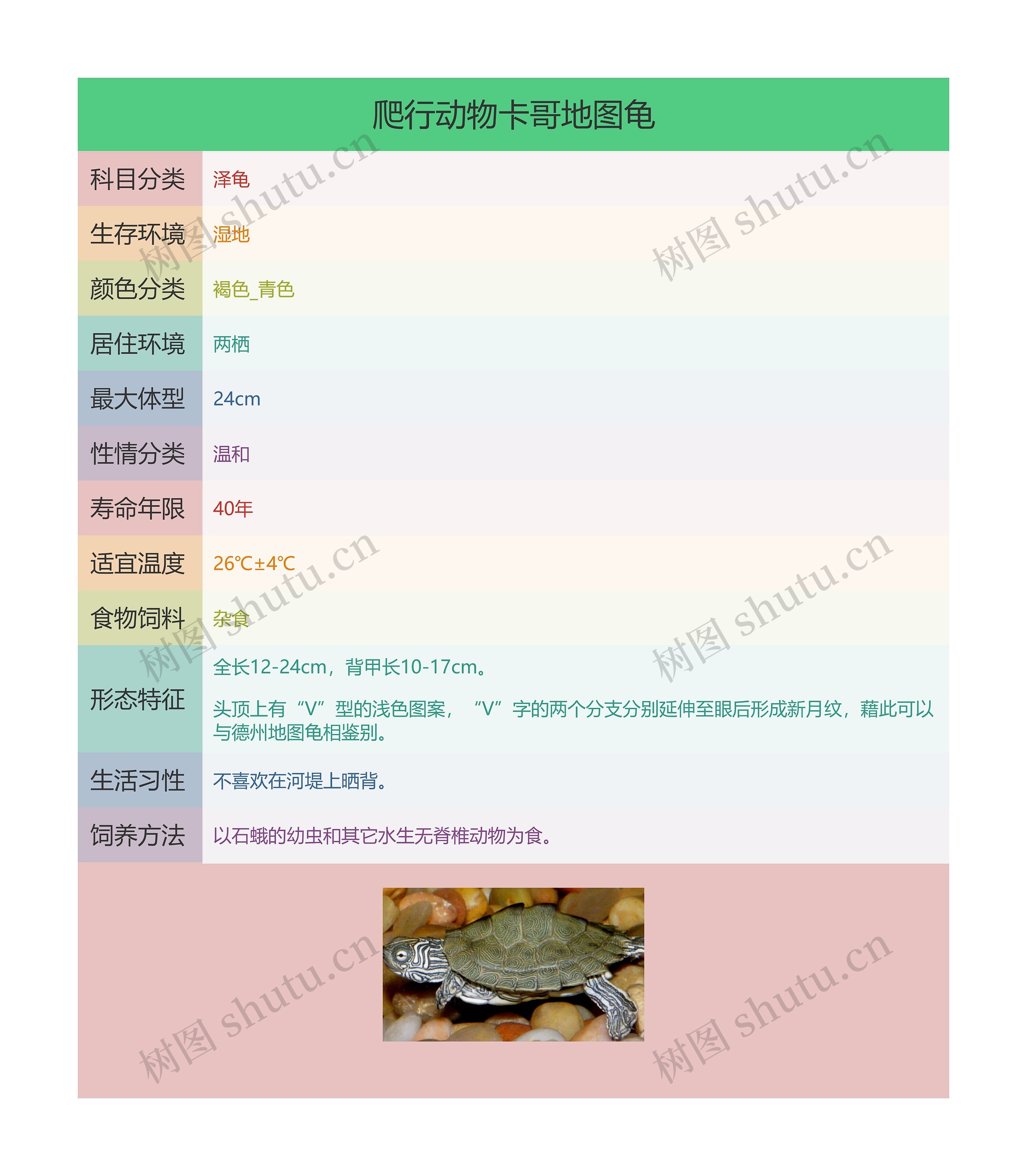 爬行动物卡哥地图龟