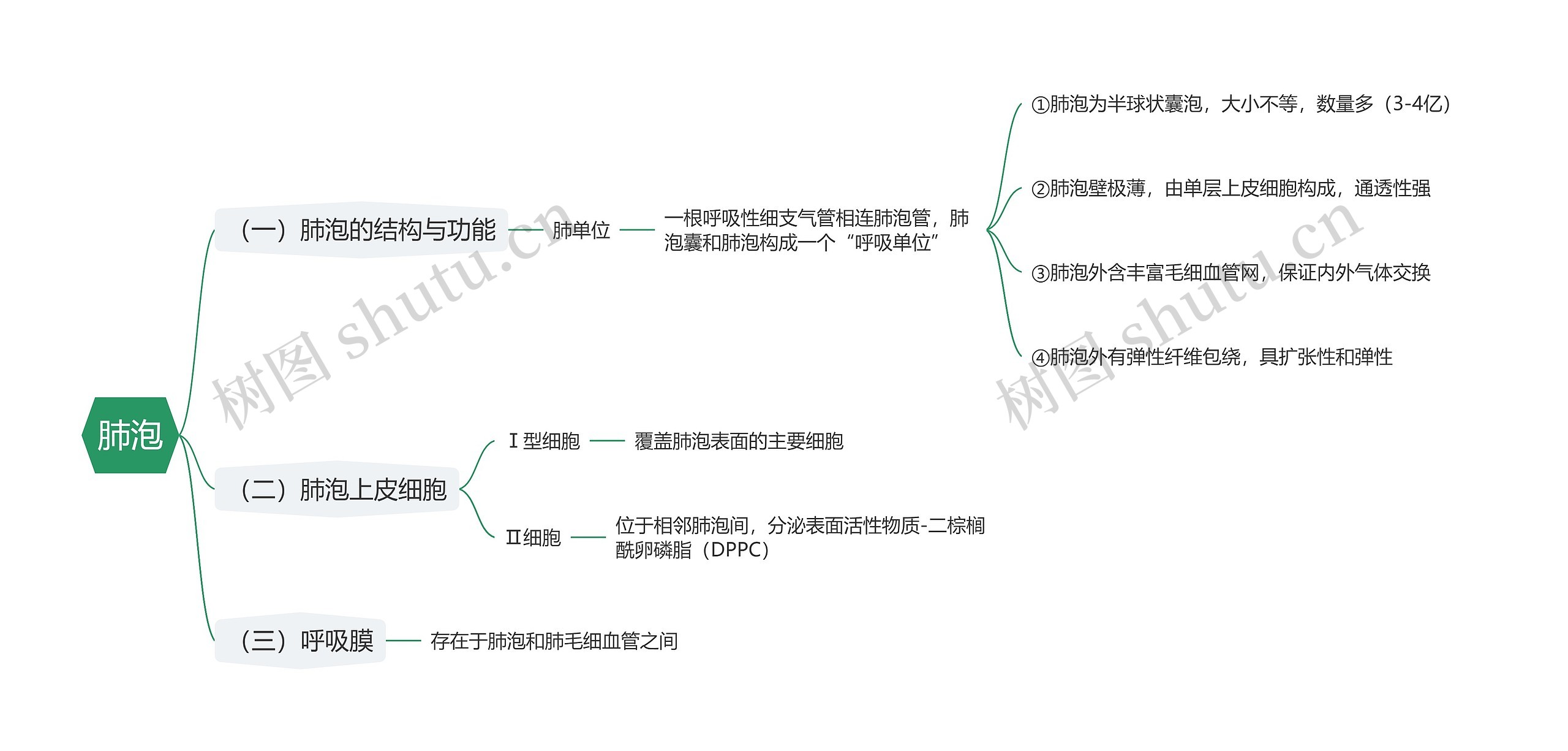 肺泡思维导图