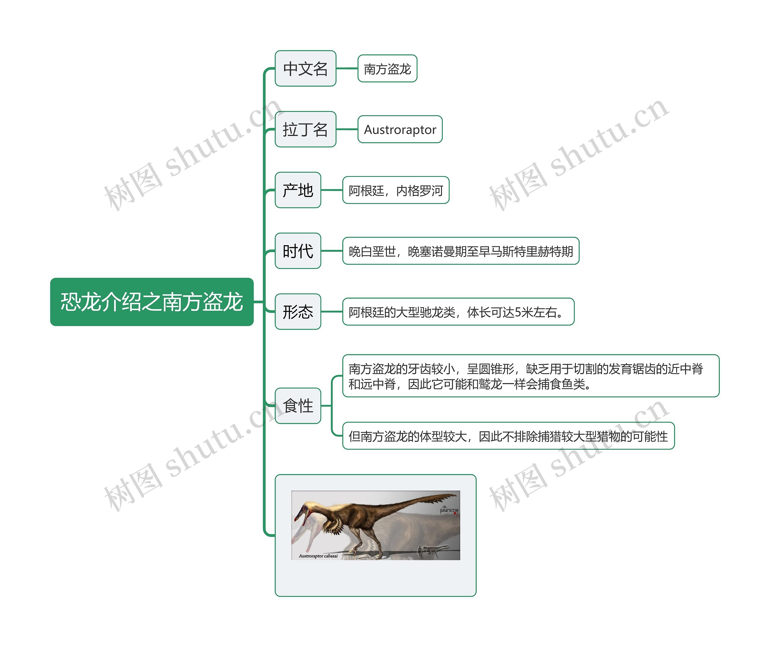 恐龙介绍之南方盗龙思维导图