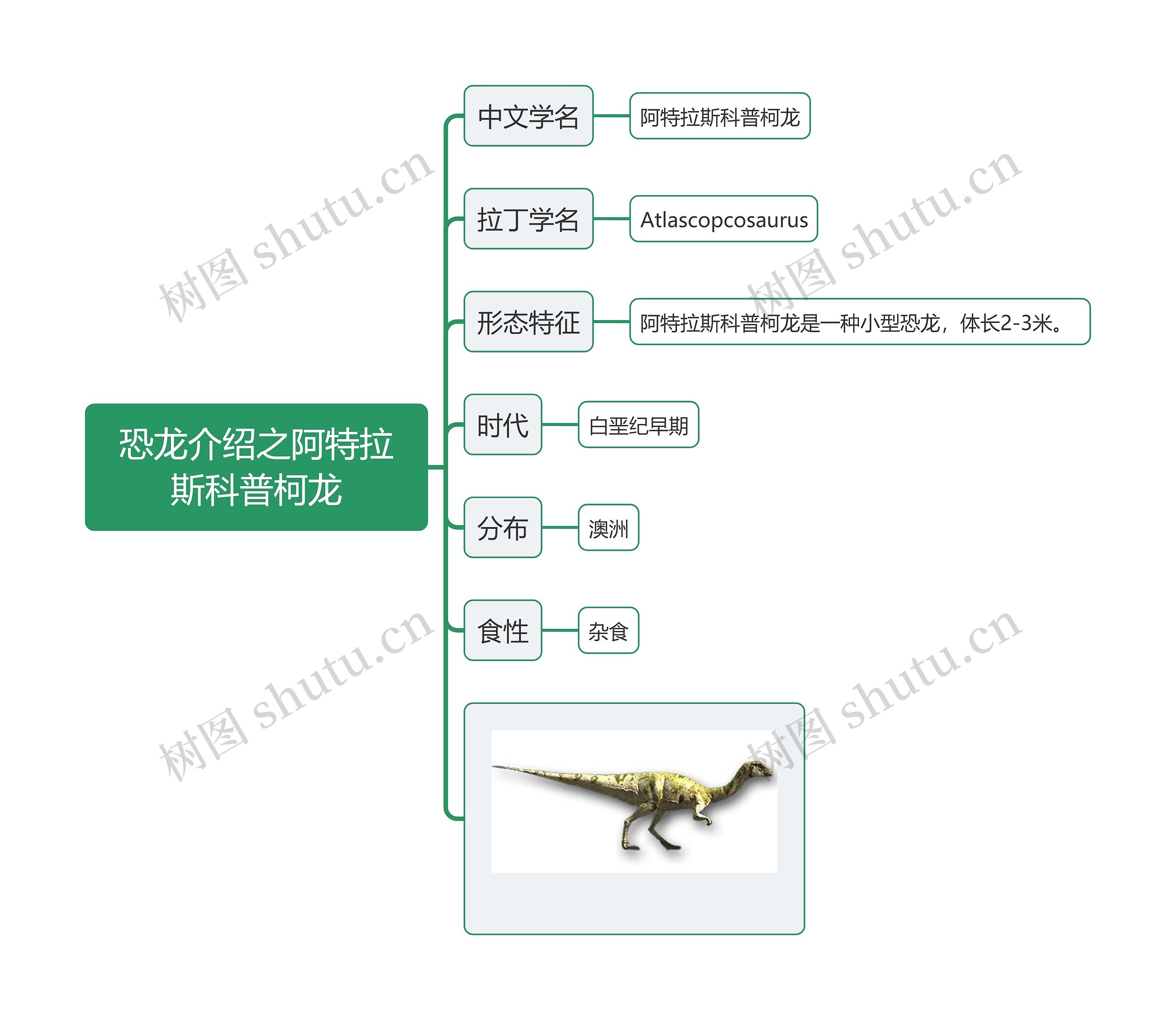 恐龙介绍之阿特拉斯科普柯龙思维导图