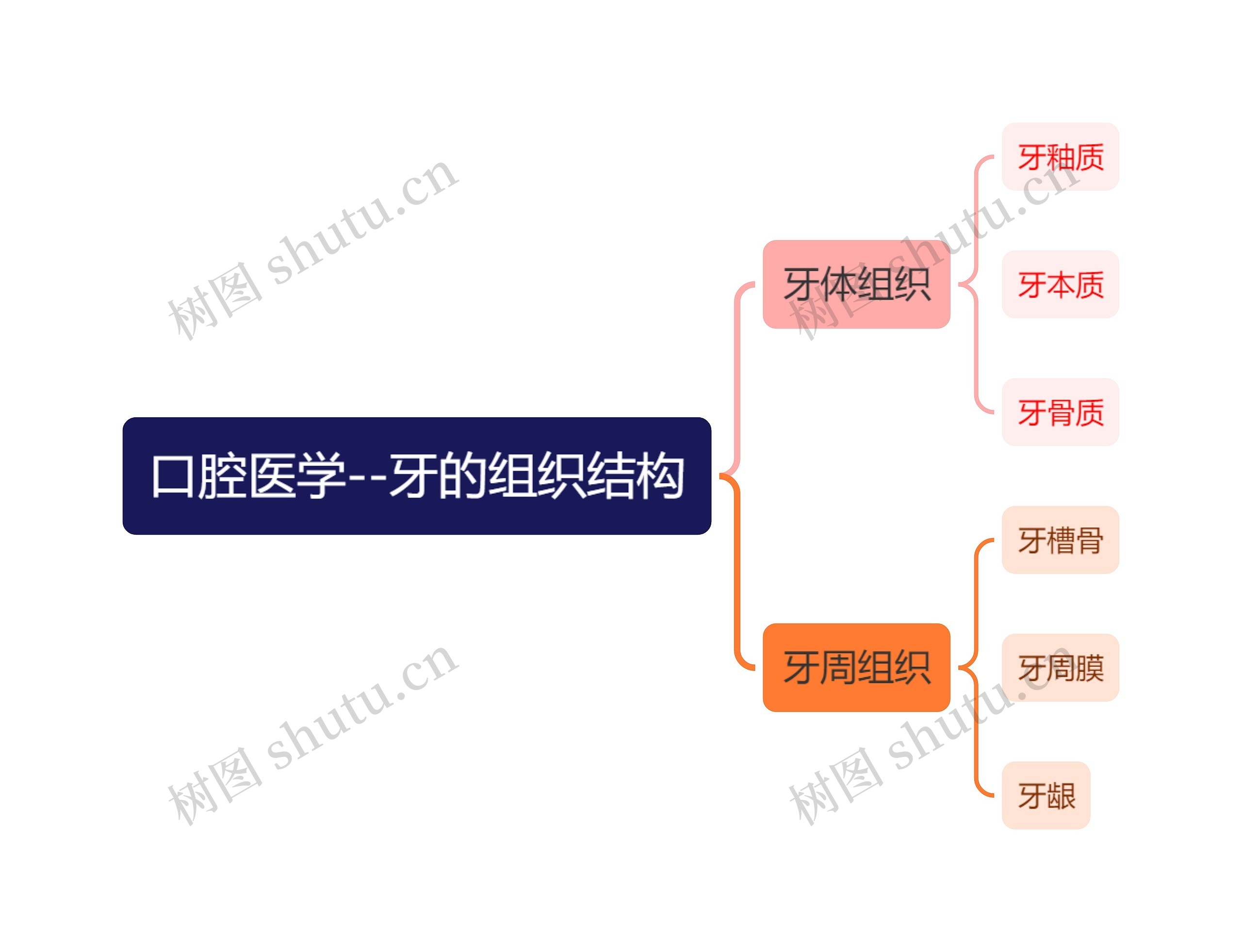 口腔医学--牙的组织结构思维导图