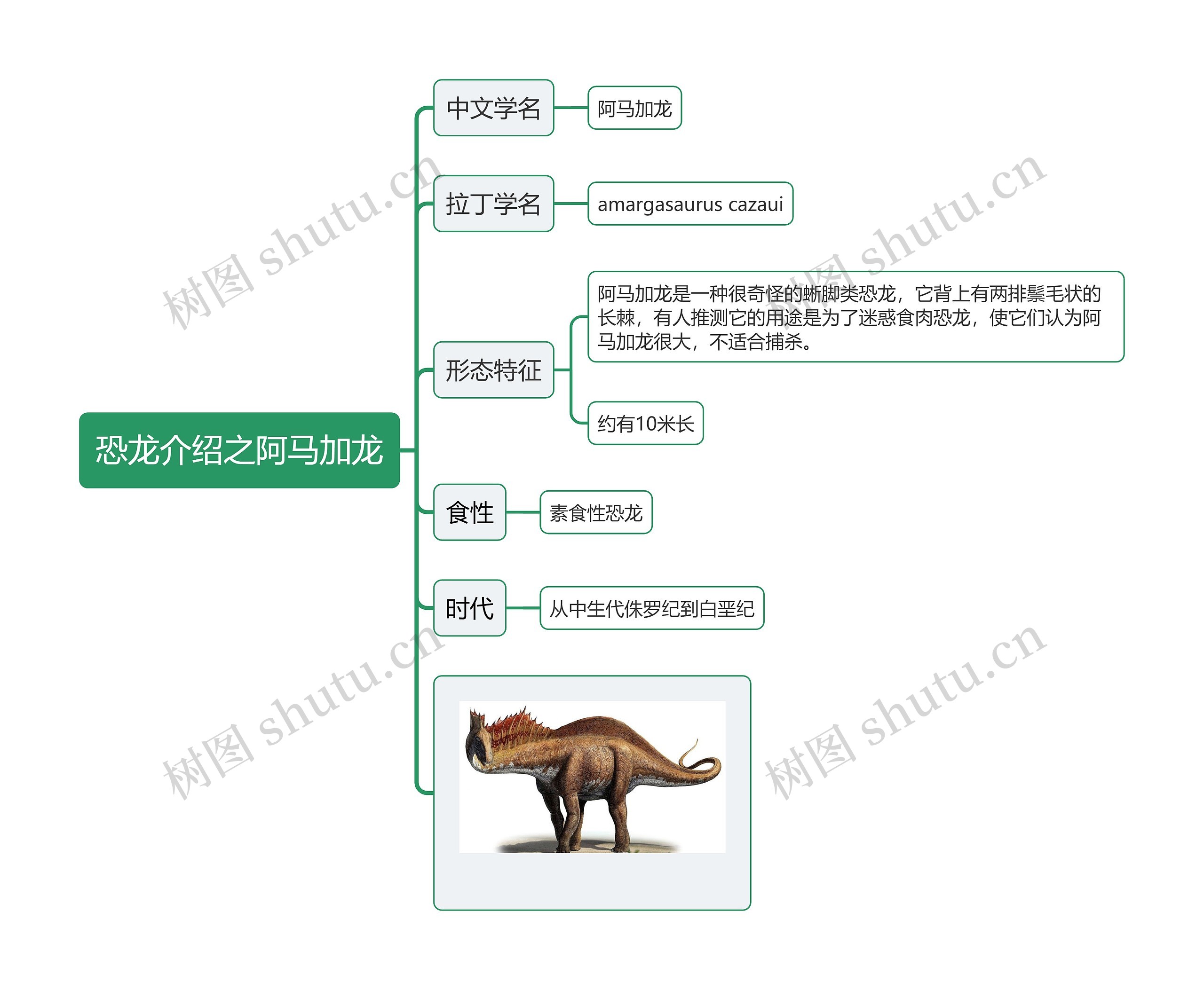 恐龙介绍之阿马加龙思维导图