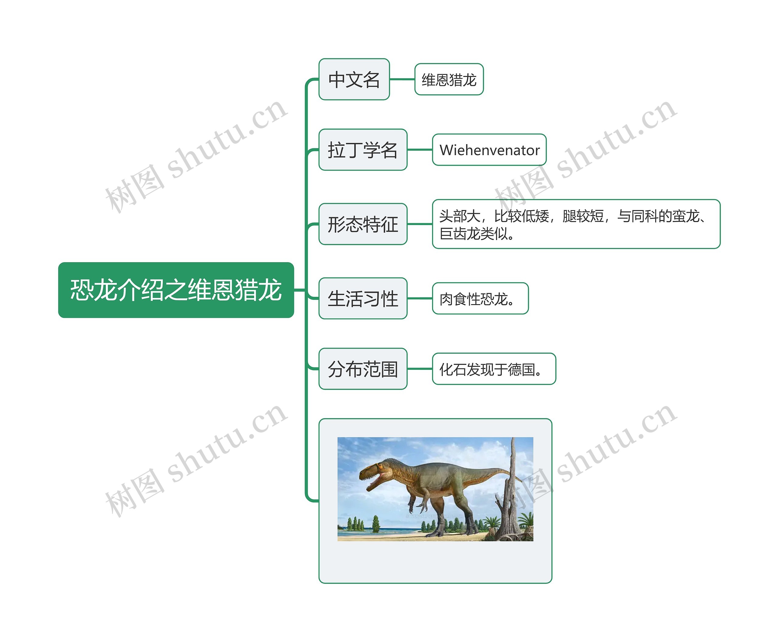 恐龙介绍之维恩猎龙思维导图