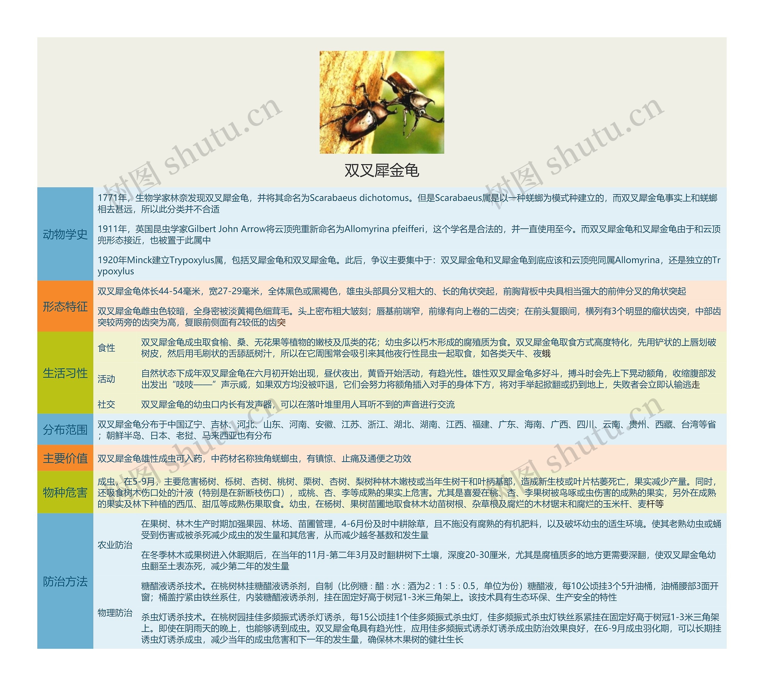 双叉犀金龟思维导图