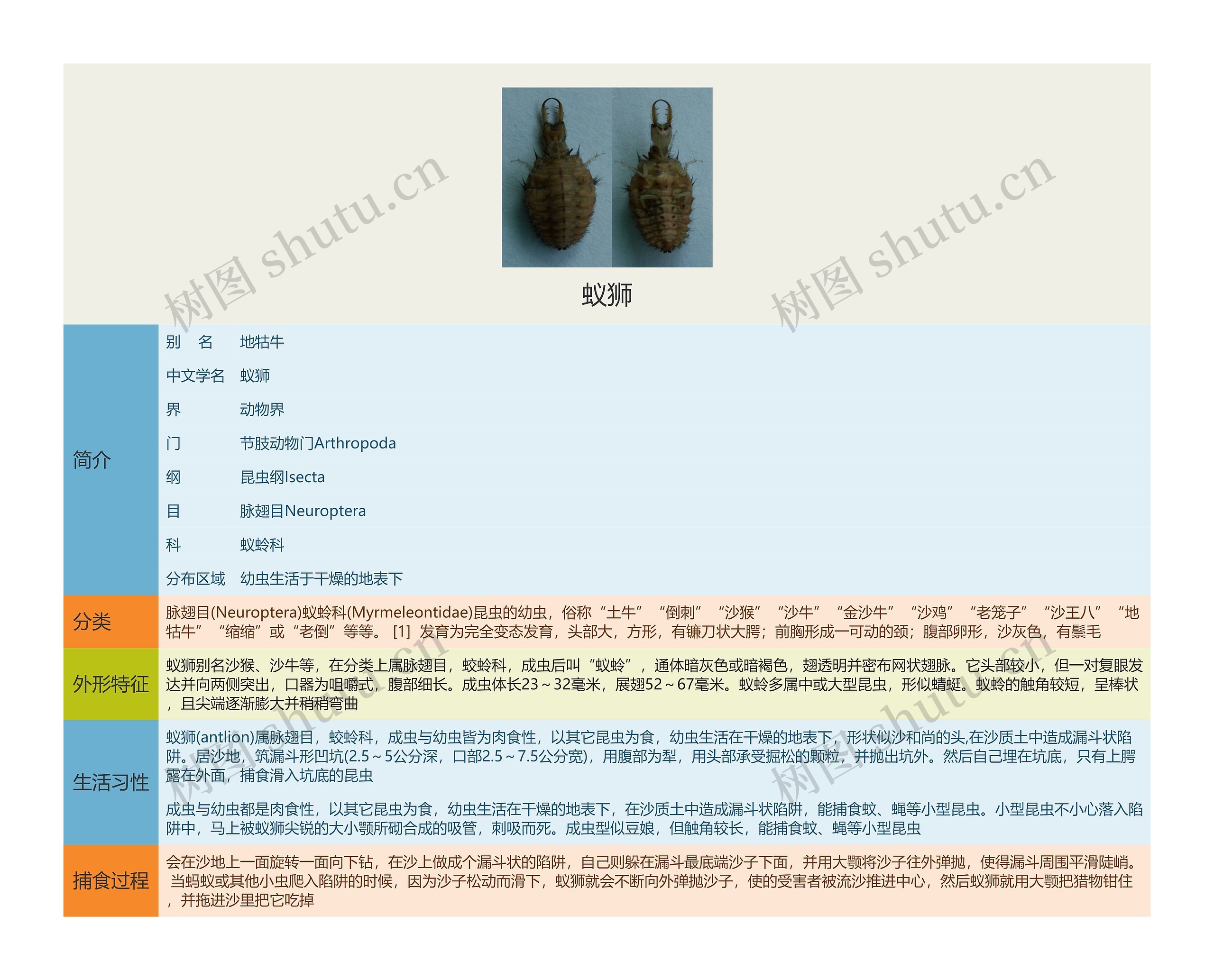 蚁狮思维导图