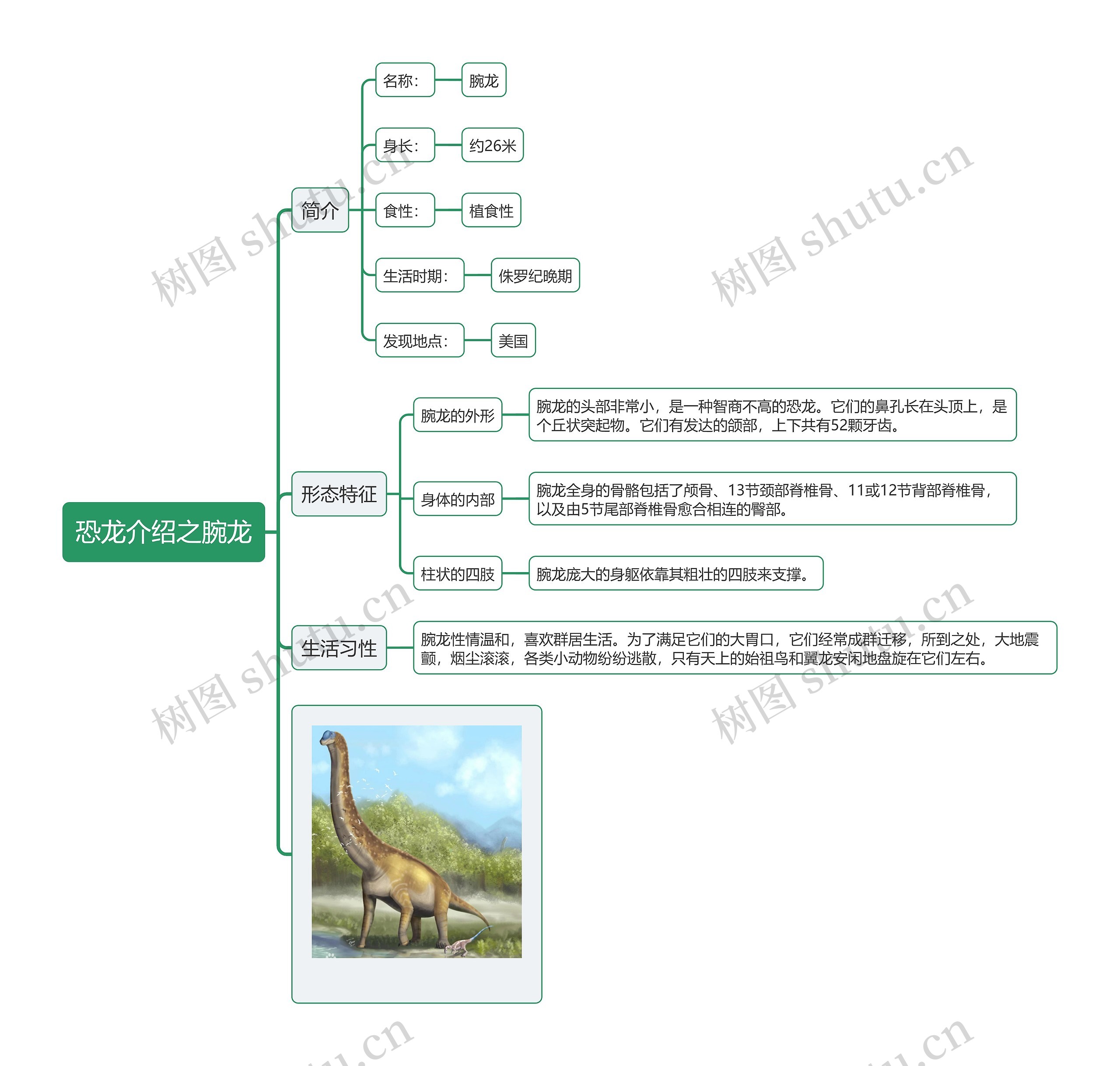 恐龙介绍之腕龙思维导图