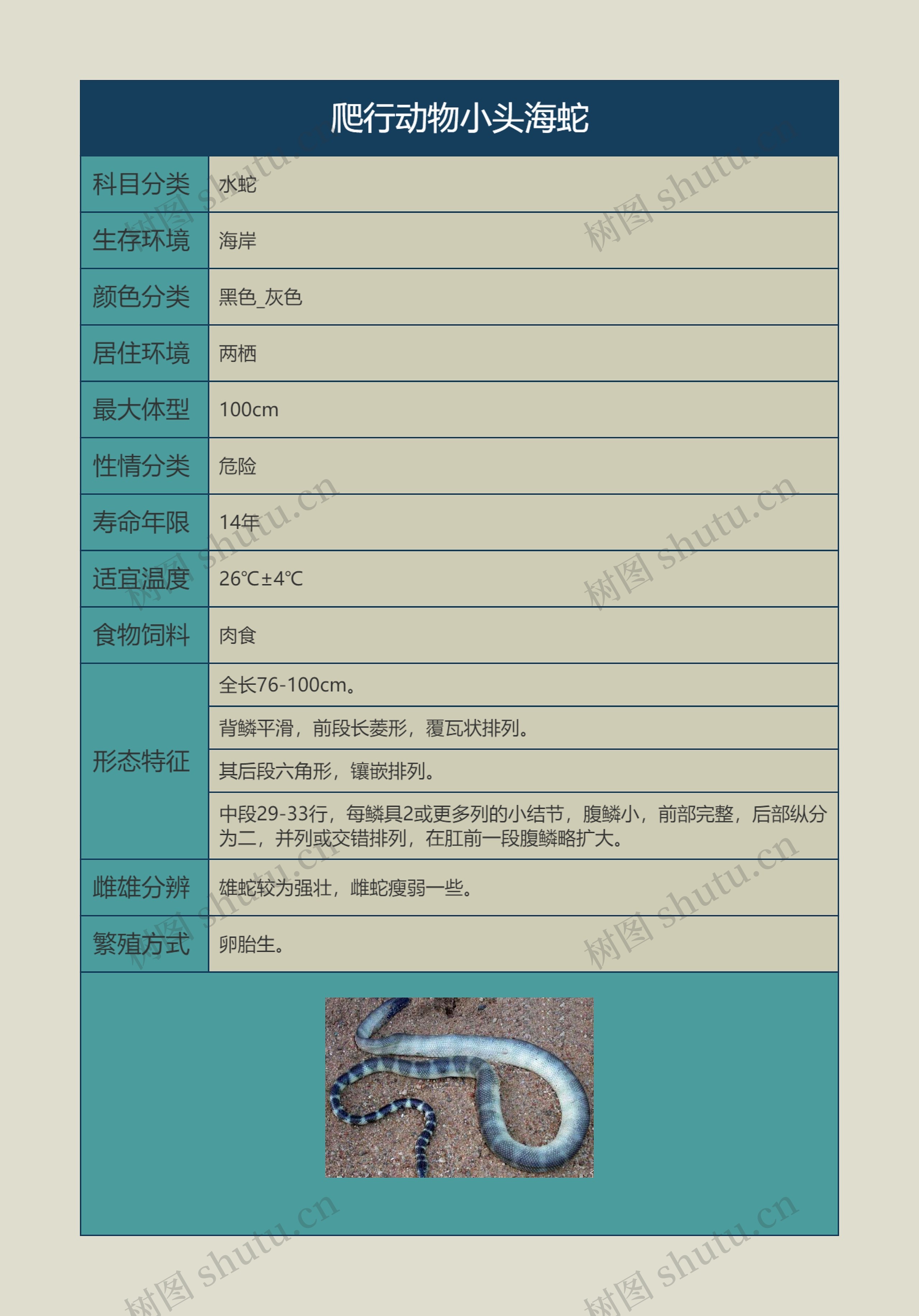 爬行动物小头海蛇思维导图高清图 爬行动物小头海蛇思维导图