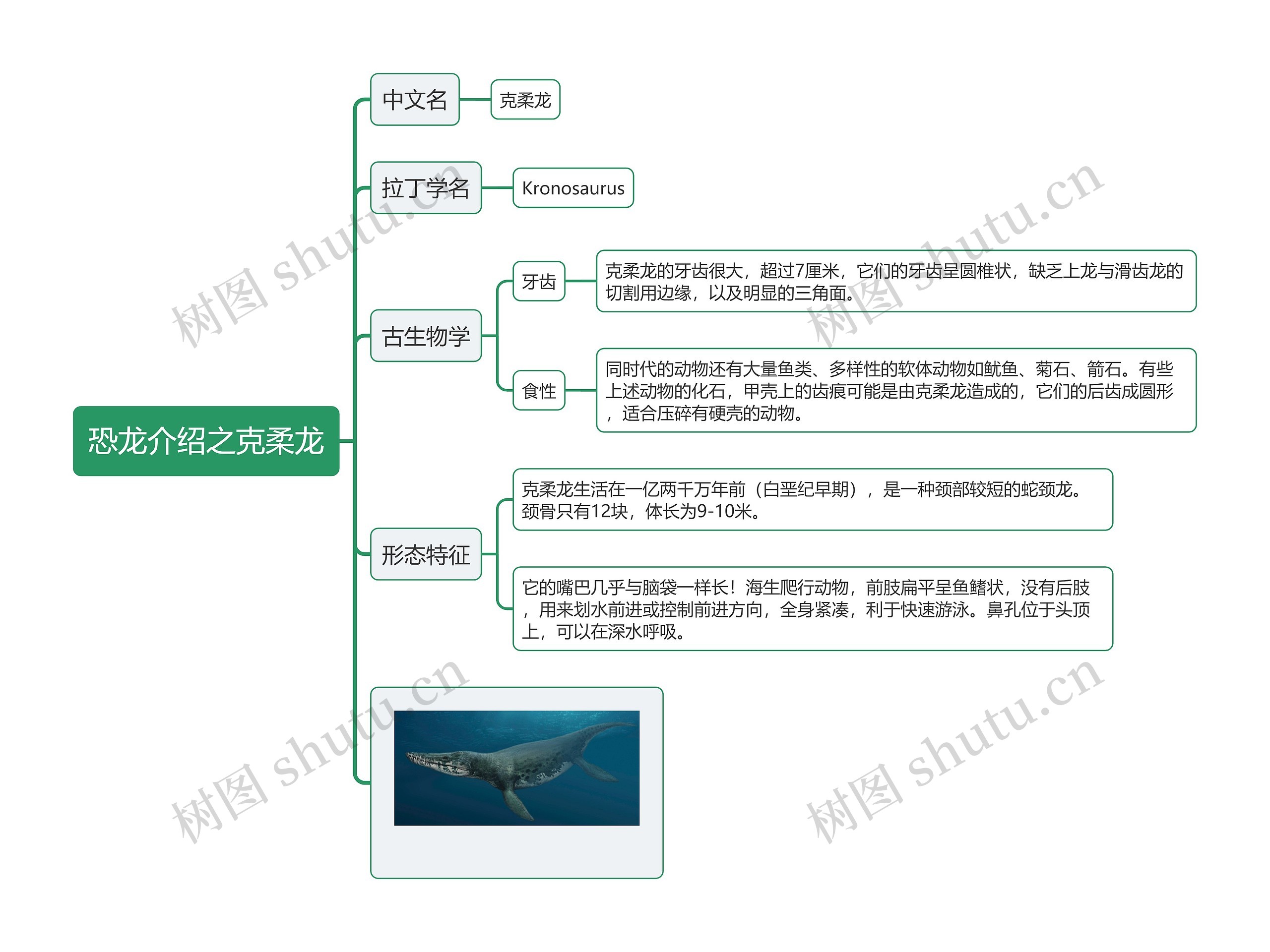 恐龙介绍之克柔龙思维导图