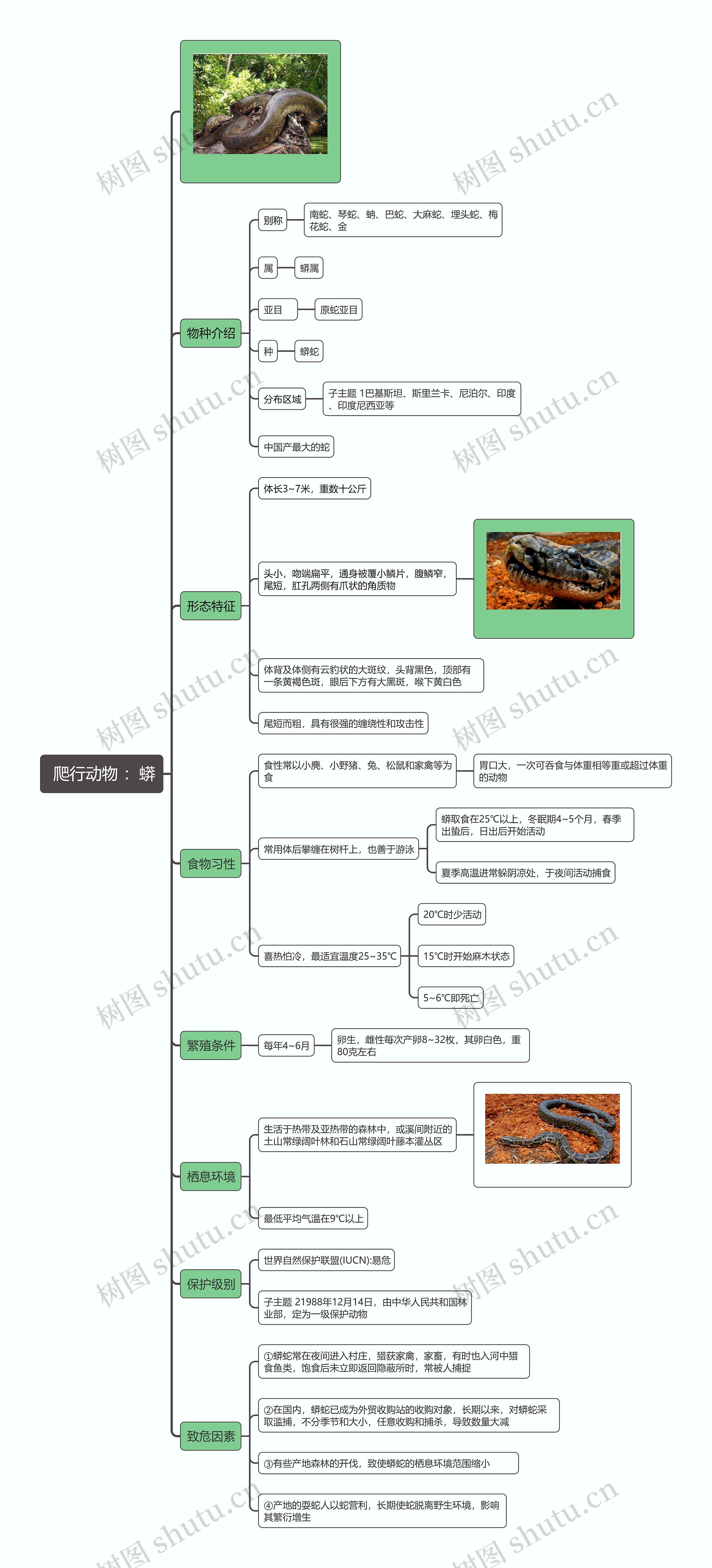  爬行动物 ：蟒思维导图
