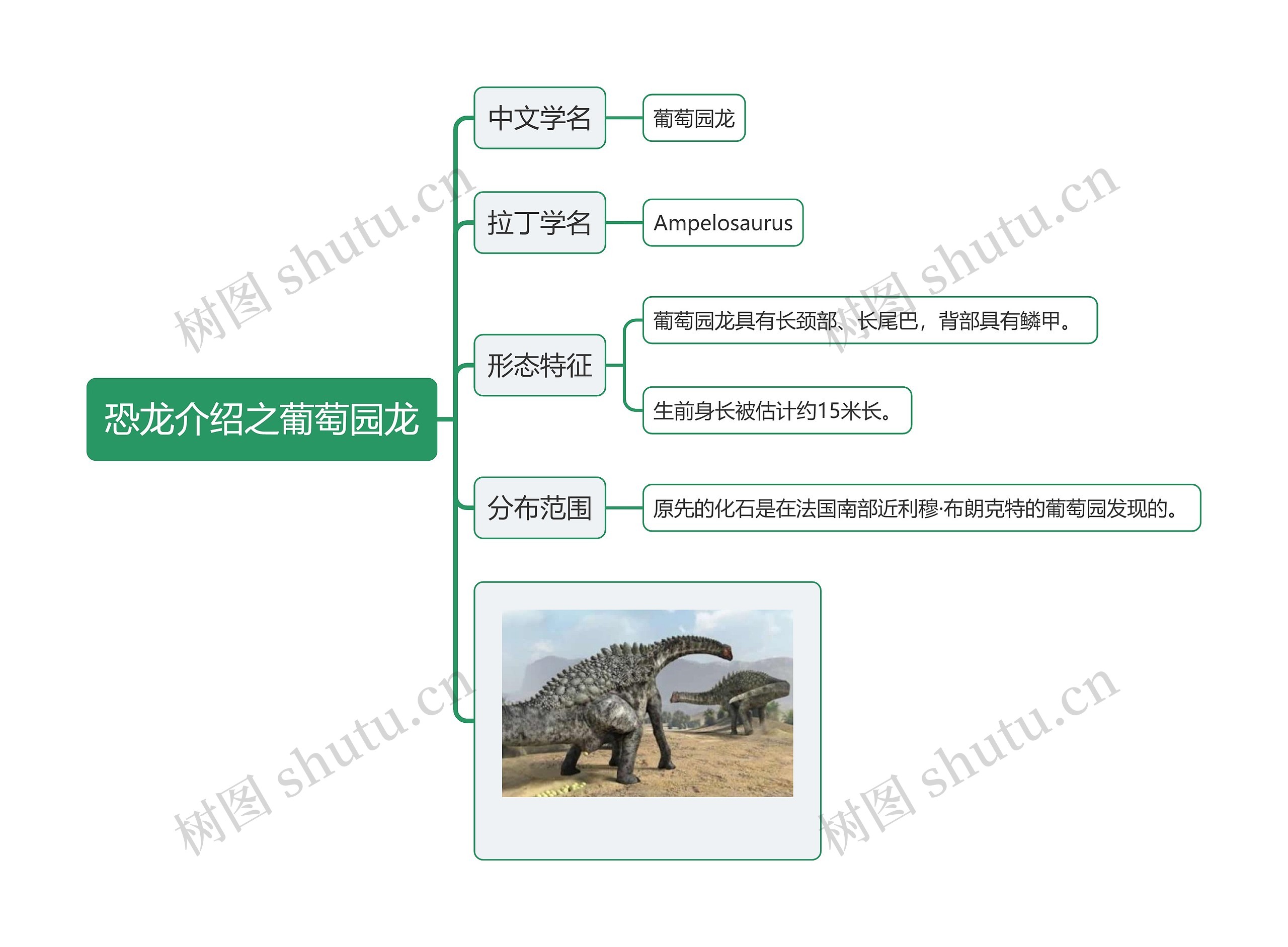 恐龙介绍之葡萄园龙思维导图