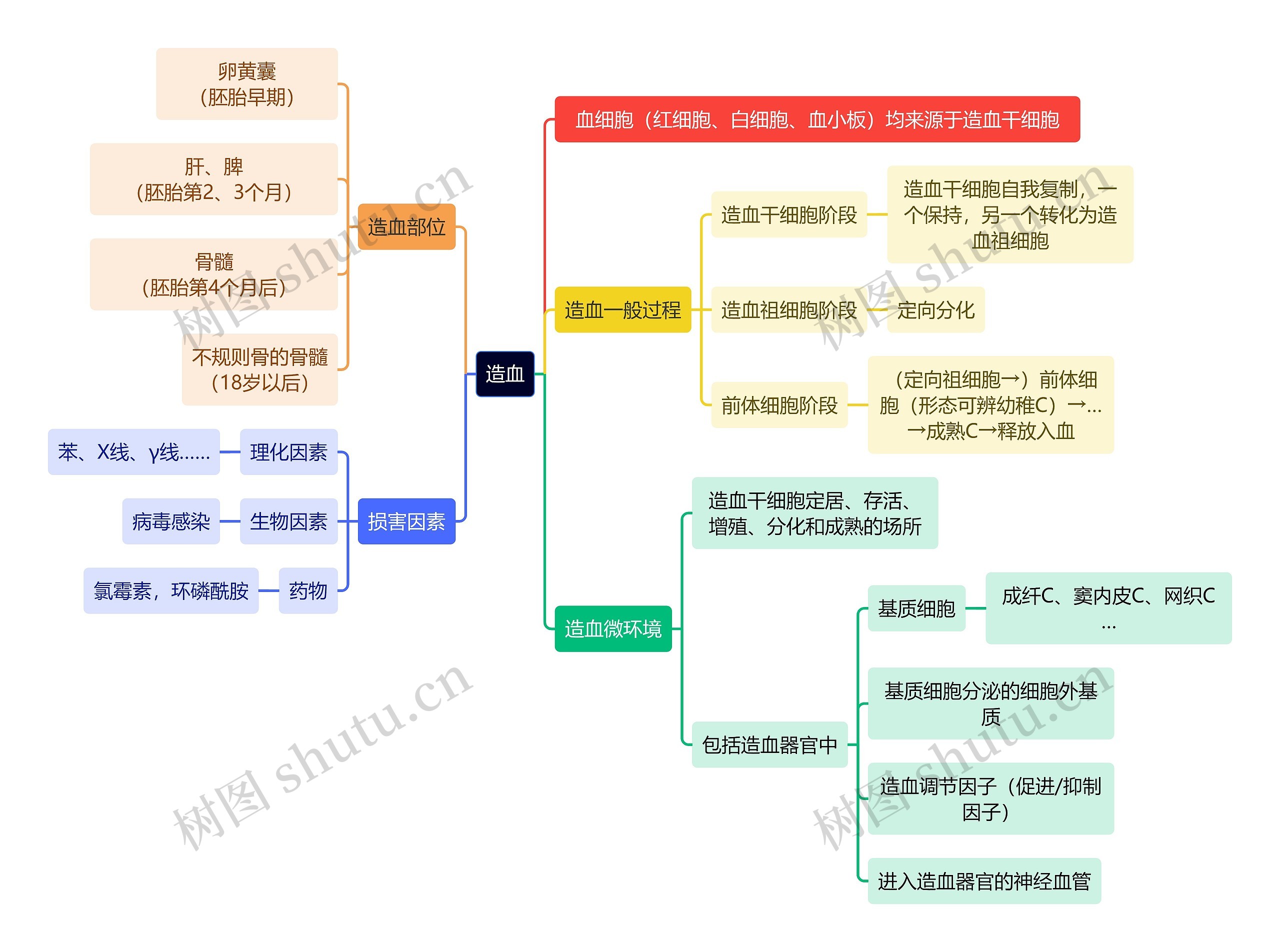 医学知识造血思维导图