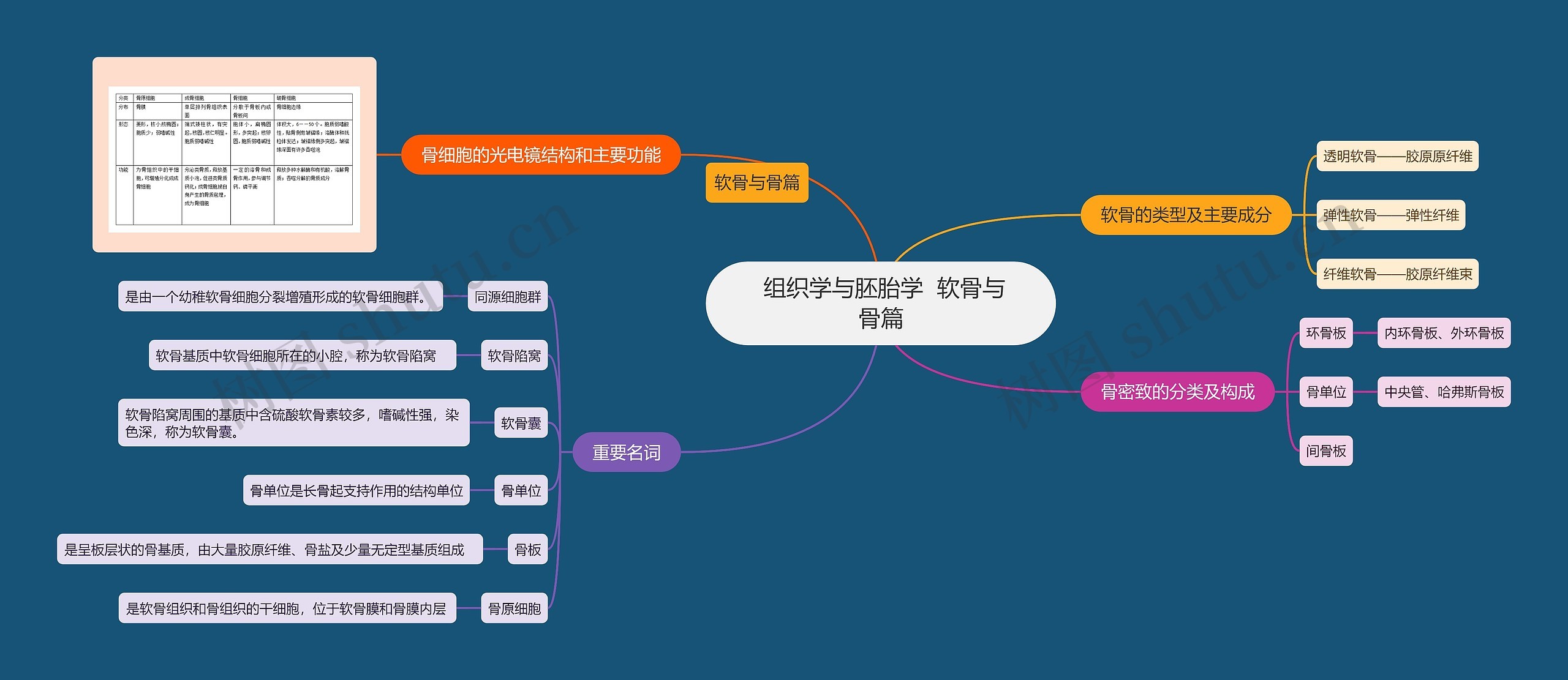  组织学与胚胎学  软骨与骨篇