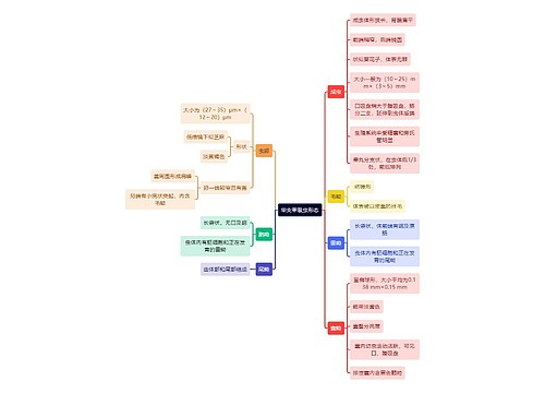 医学知识华支睾吸虫形态思维导图