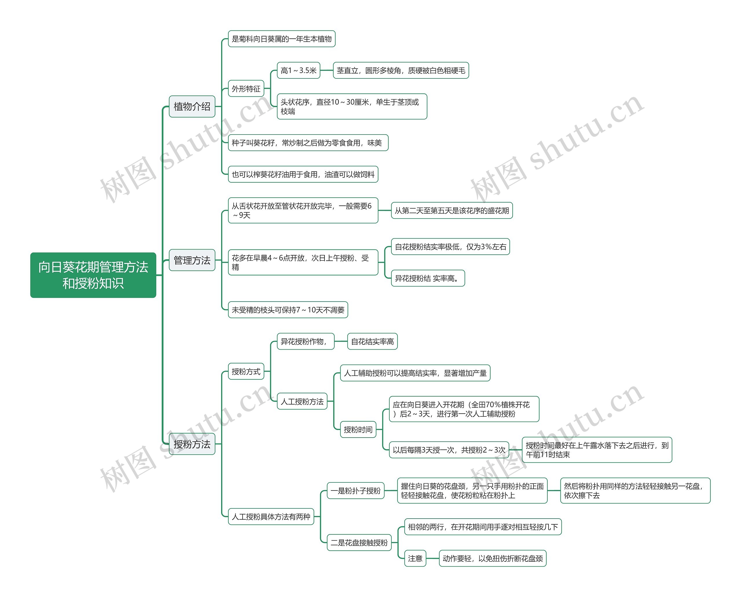 向日葵花期管理方法和授粉知识思维导图