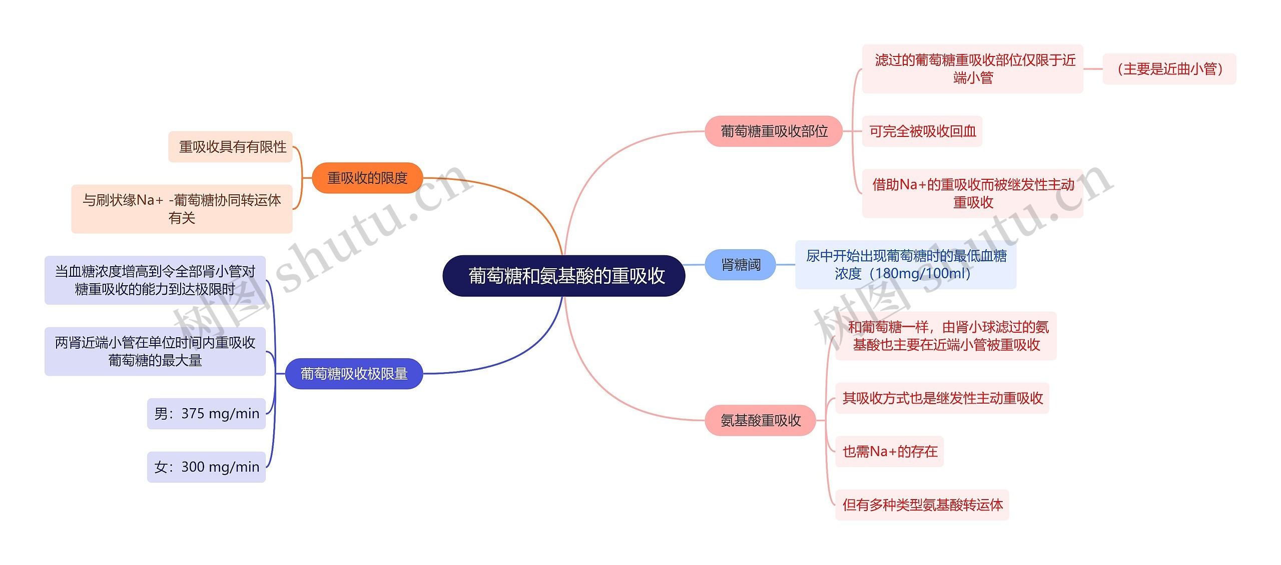  医学知识葡萄糖和氨基酸的重吸收思维导图