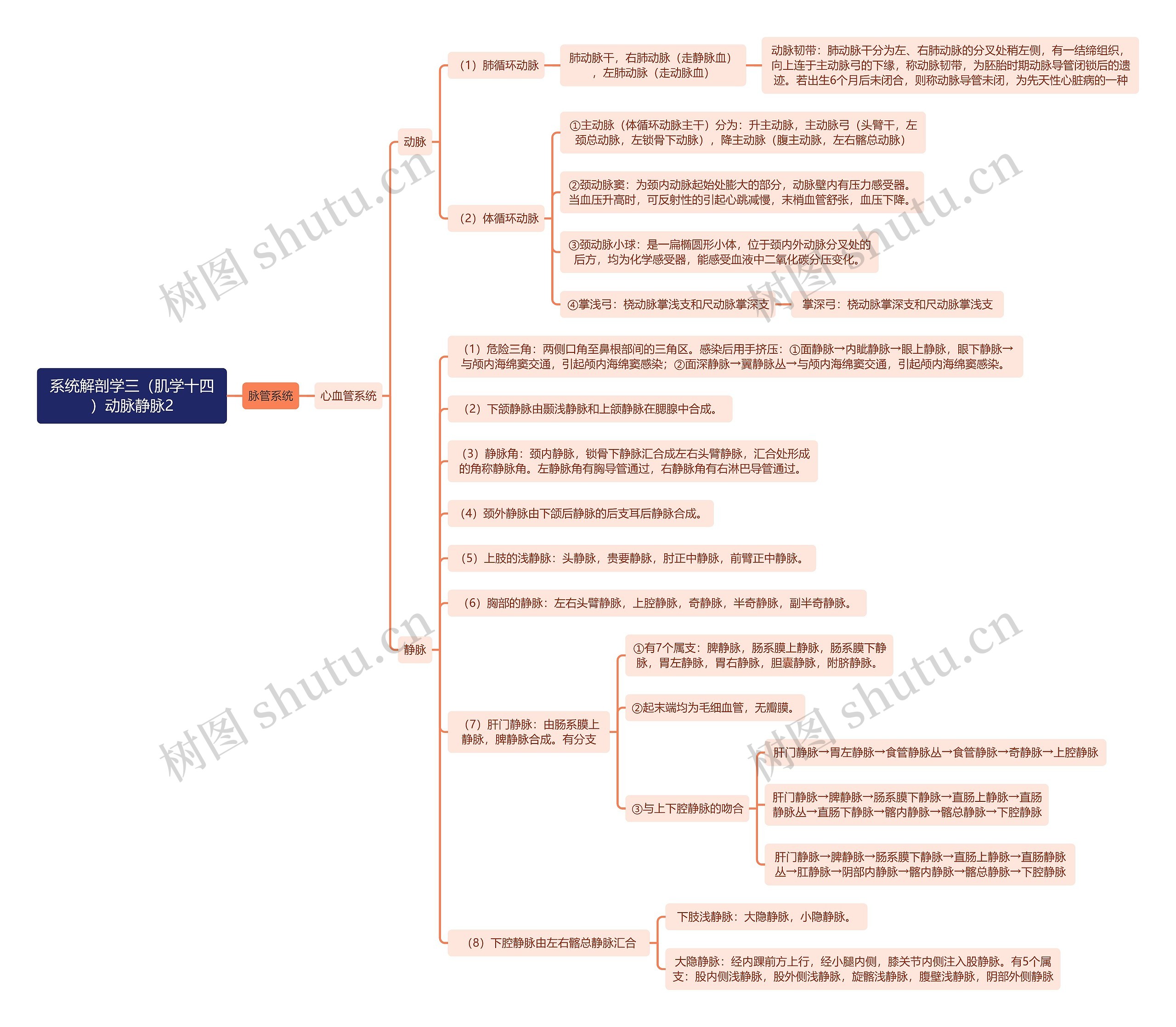 《系统解剖学三（肌学十四）动脉静脉2》思维导图