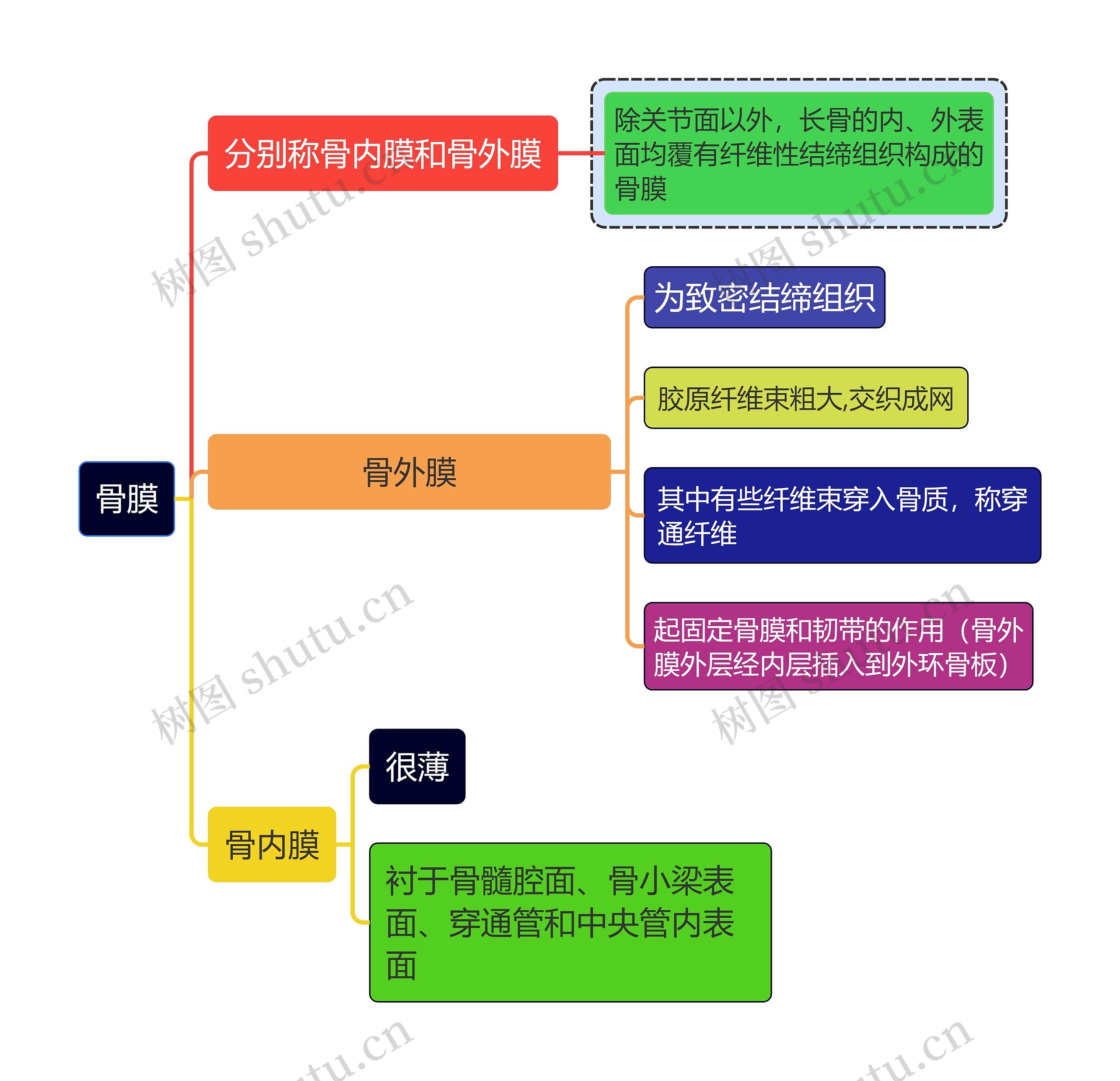 医学知识骨膜思维导图