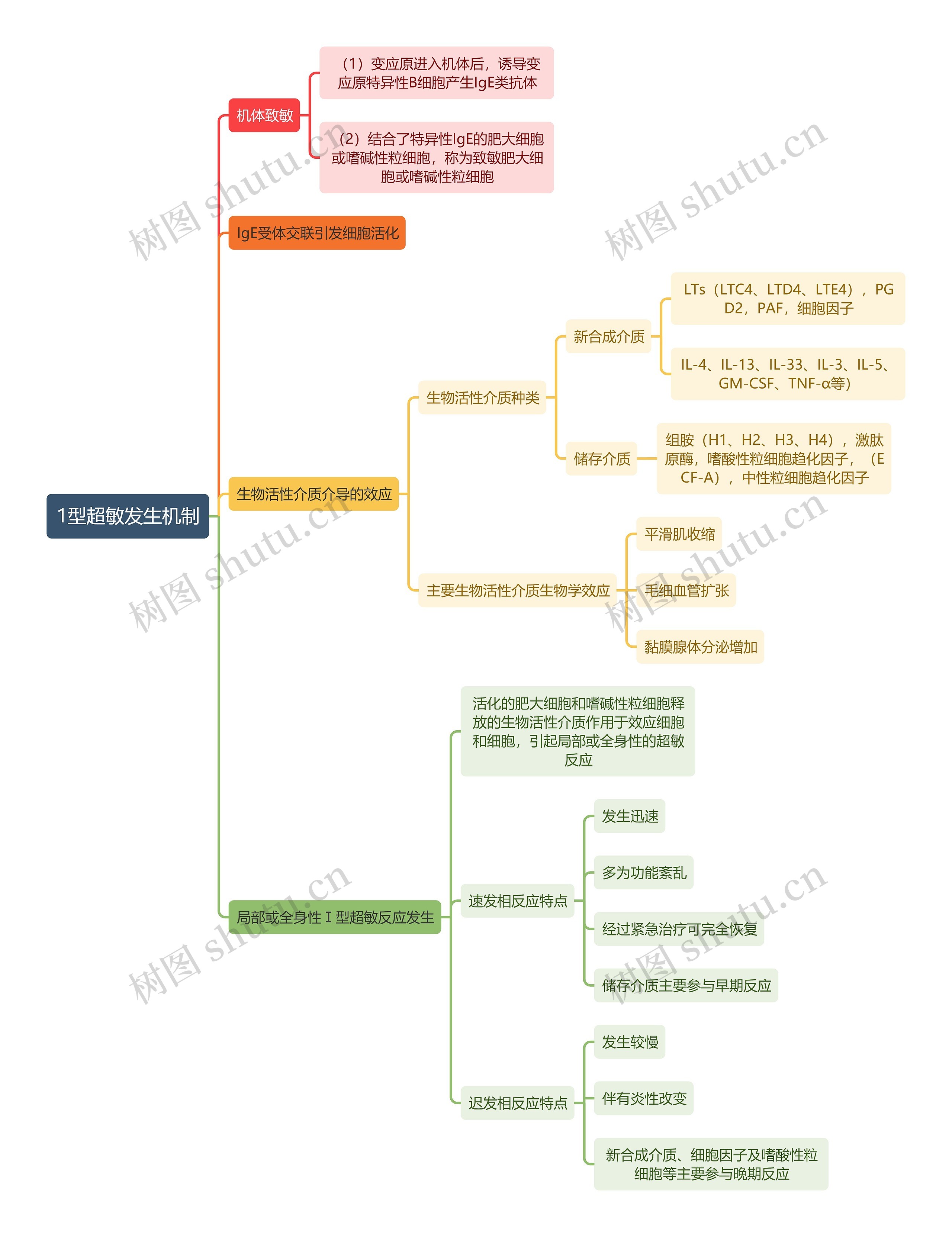 医学知识1型超敏发生机制思维导图