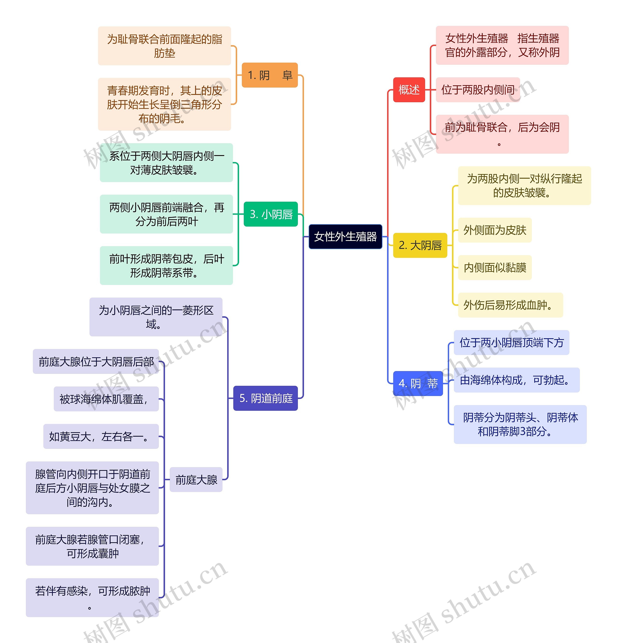 医学知识女性外生殖器思维导图