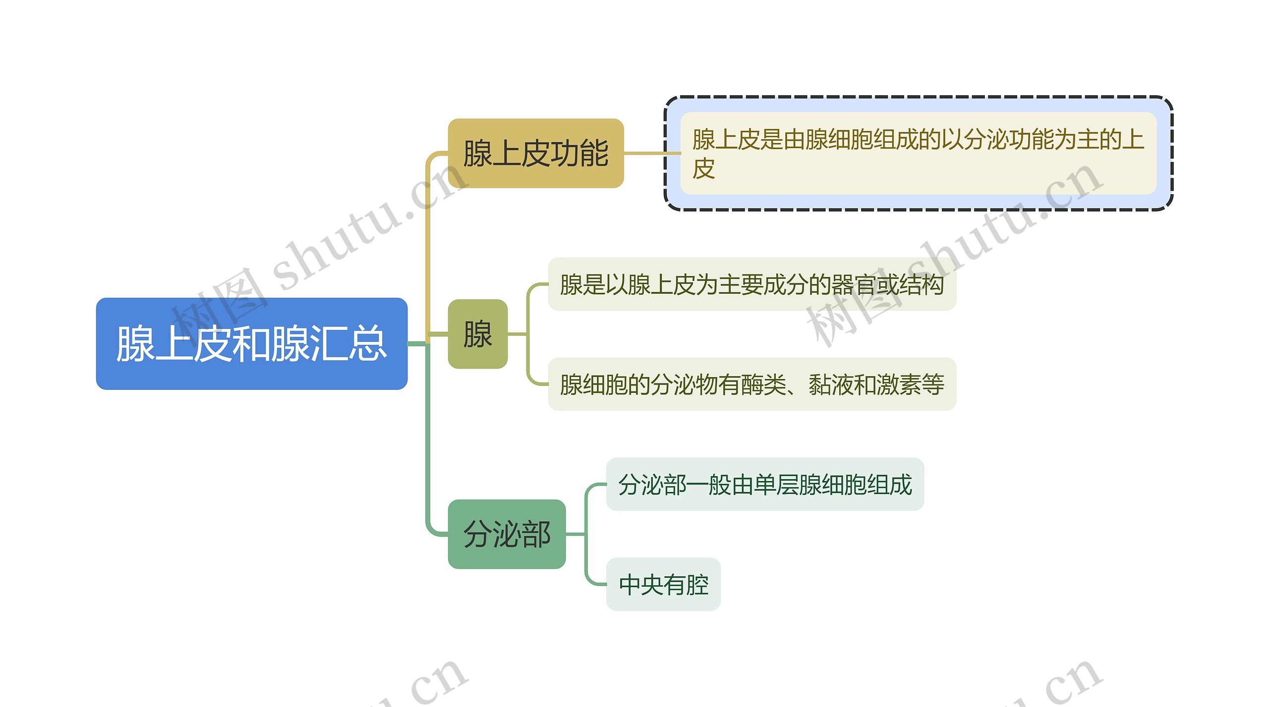 医学知识腺上皮和腺汇总思维导图