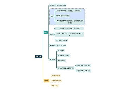 骨学知识肋骨12对思维导图
