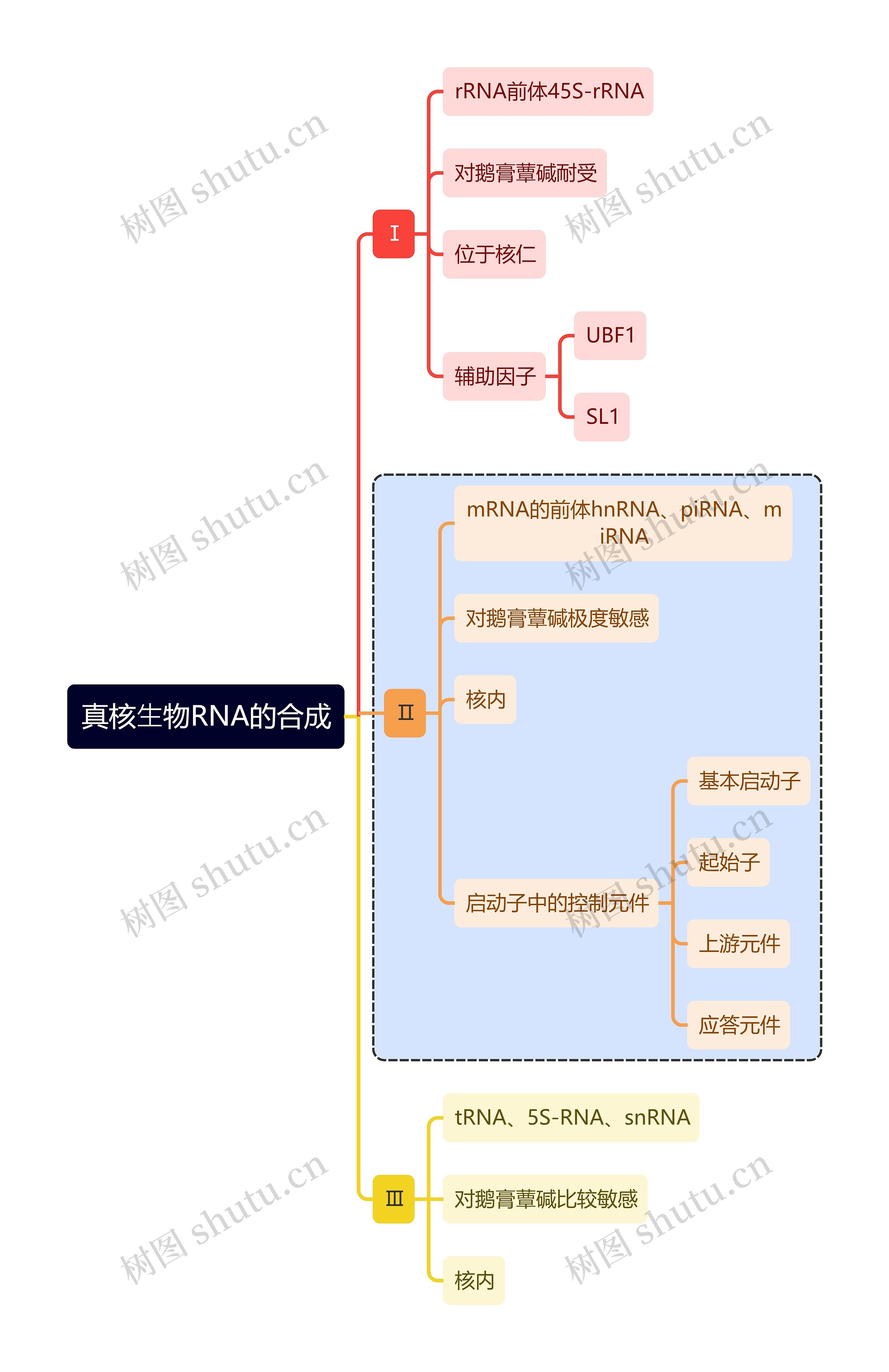 医学知识真核⽣物RNA的合成思维导图